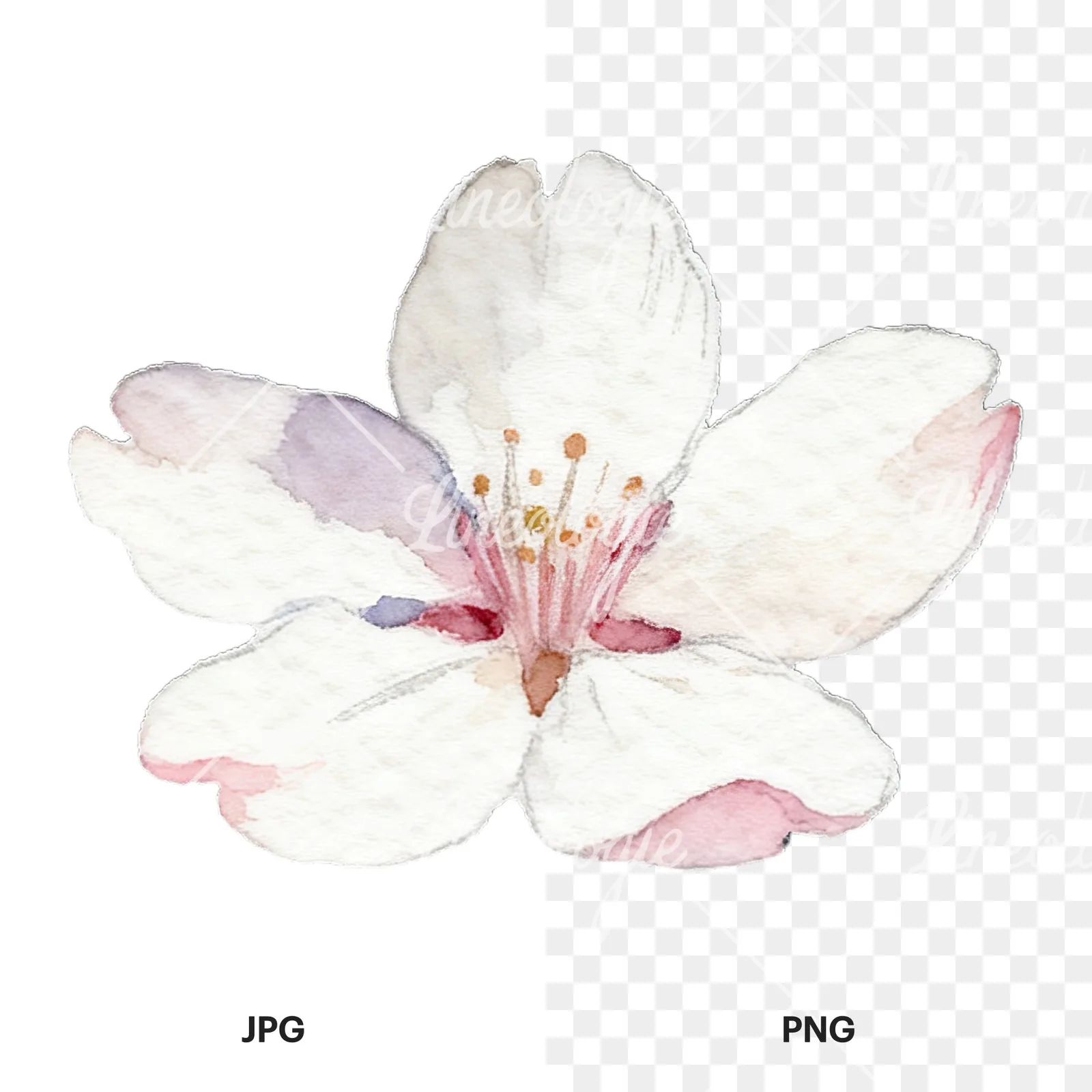 Watercolor pale pink cherry blossom clipart 2 of 8, as a JPG on white and a transparent PNG