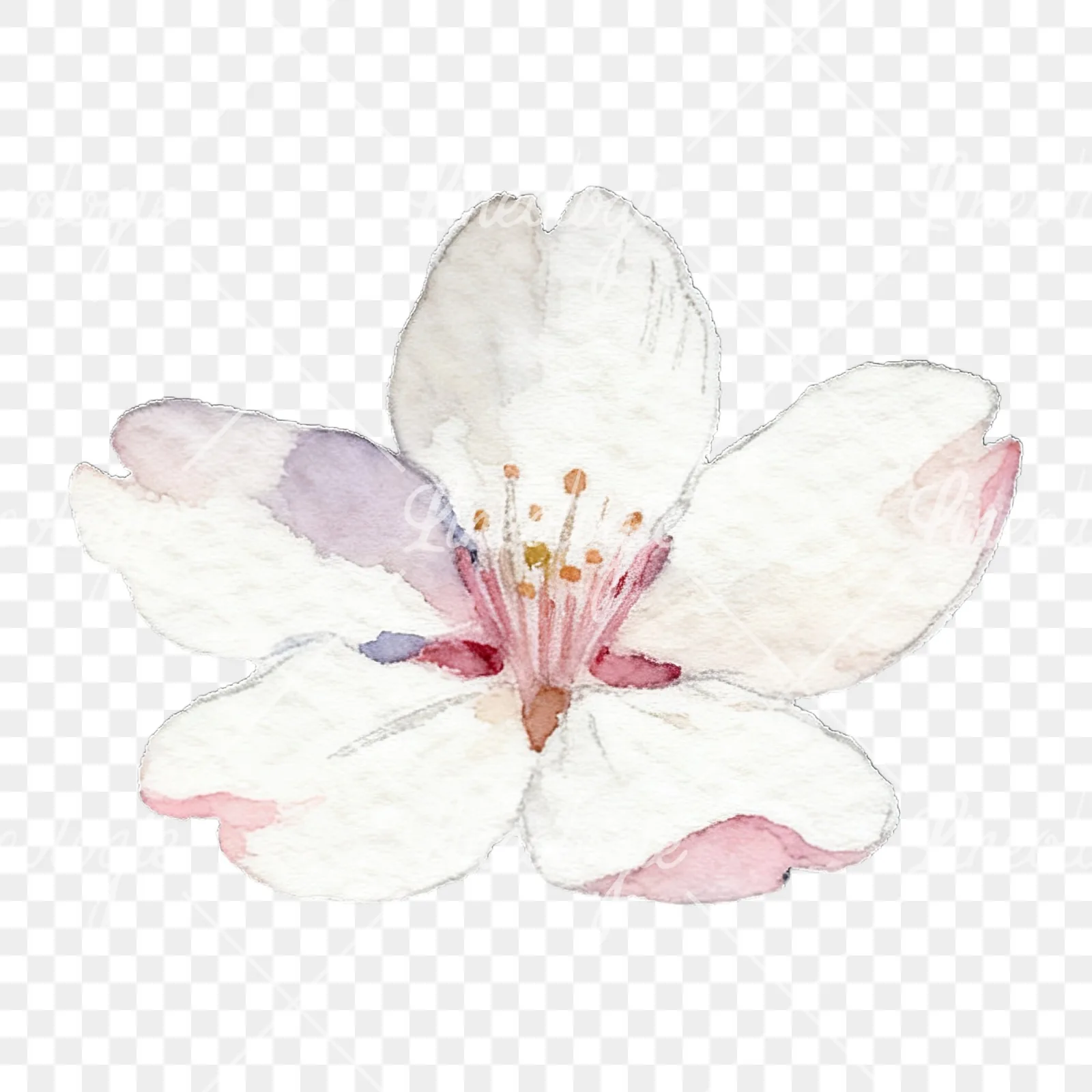 Watercolor pale pink cherry blossom clipart 2 of 8 on a transparent background (PNG)