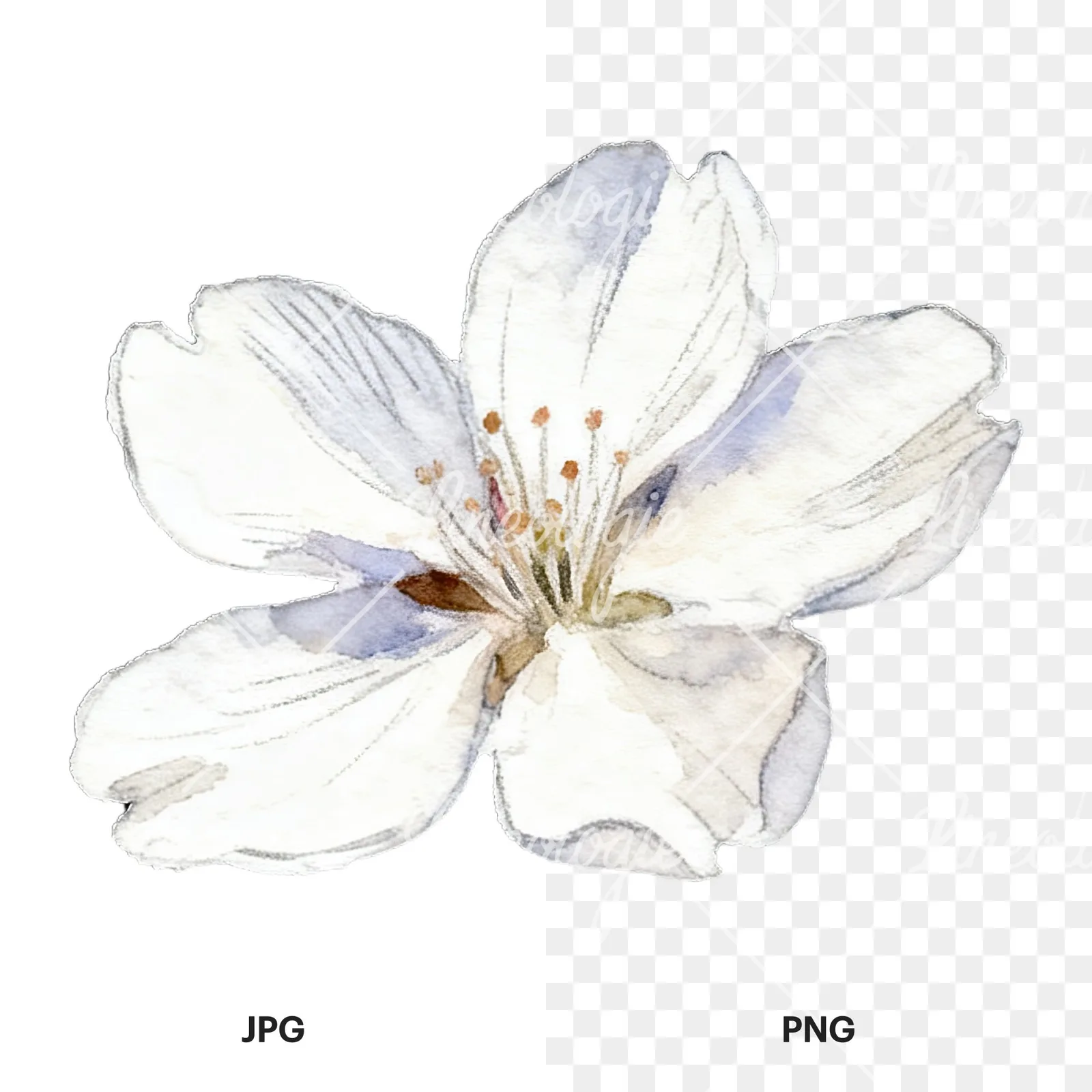 Watercolor pale pink cherry blossom clipart 3 of 8, as a JPG on white and a transparent PNG