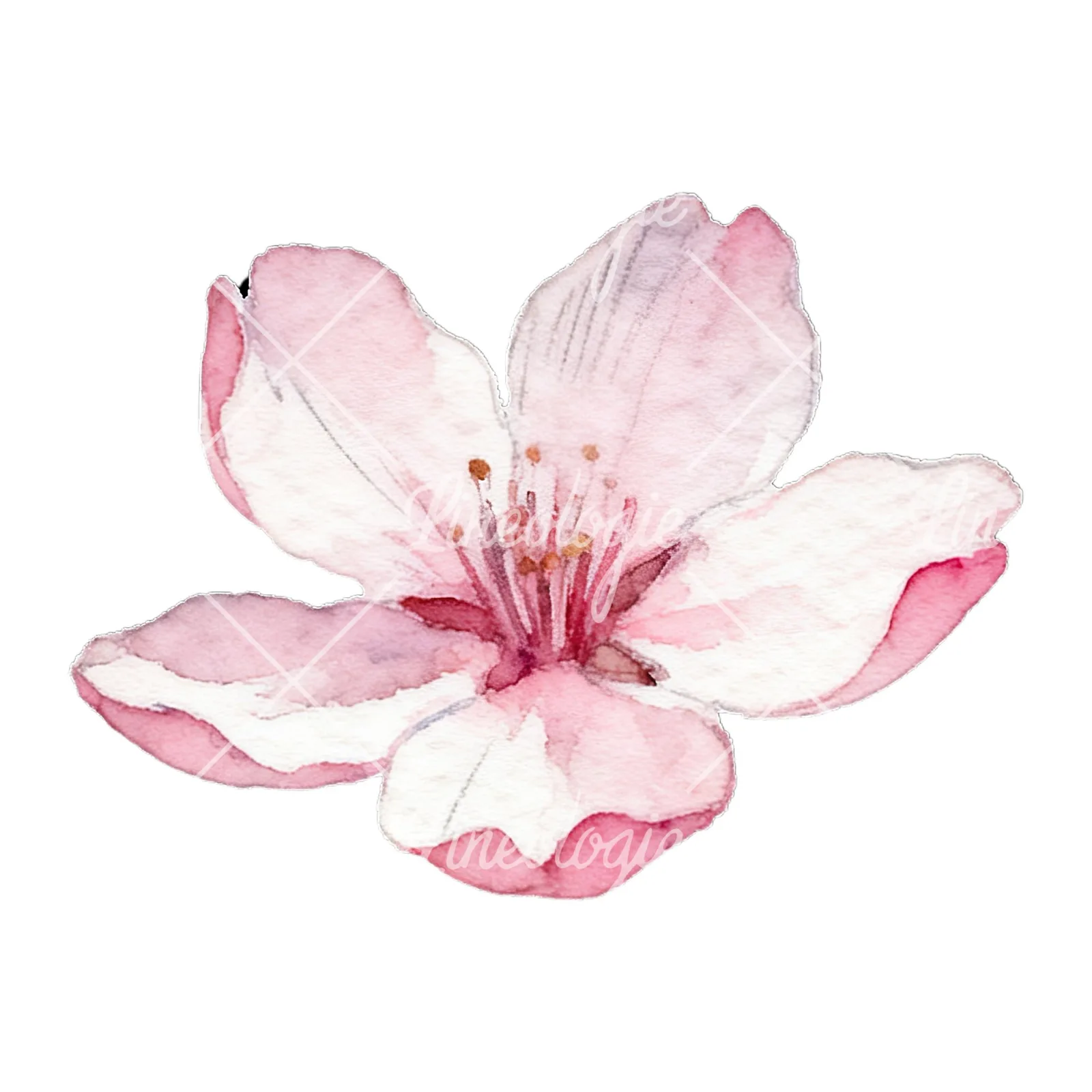 Watercolor pale pink cherry blossom clipart 4 of 8 on a white background (JPG)