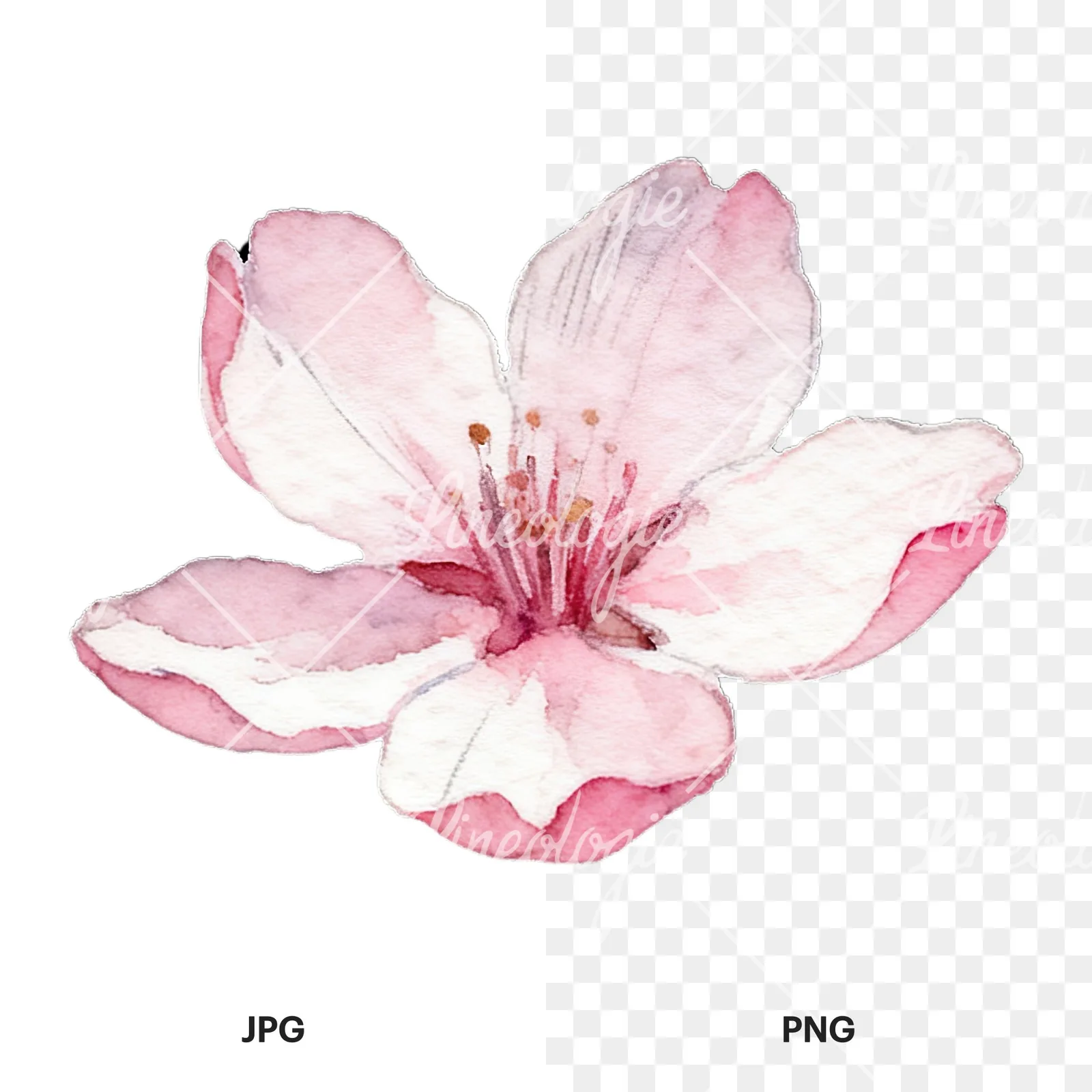 Watercolor pale pink cherry blossom clipart 4 of 8, as a JPG on white and a transparent PNG