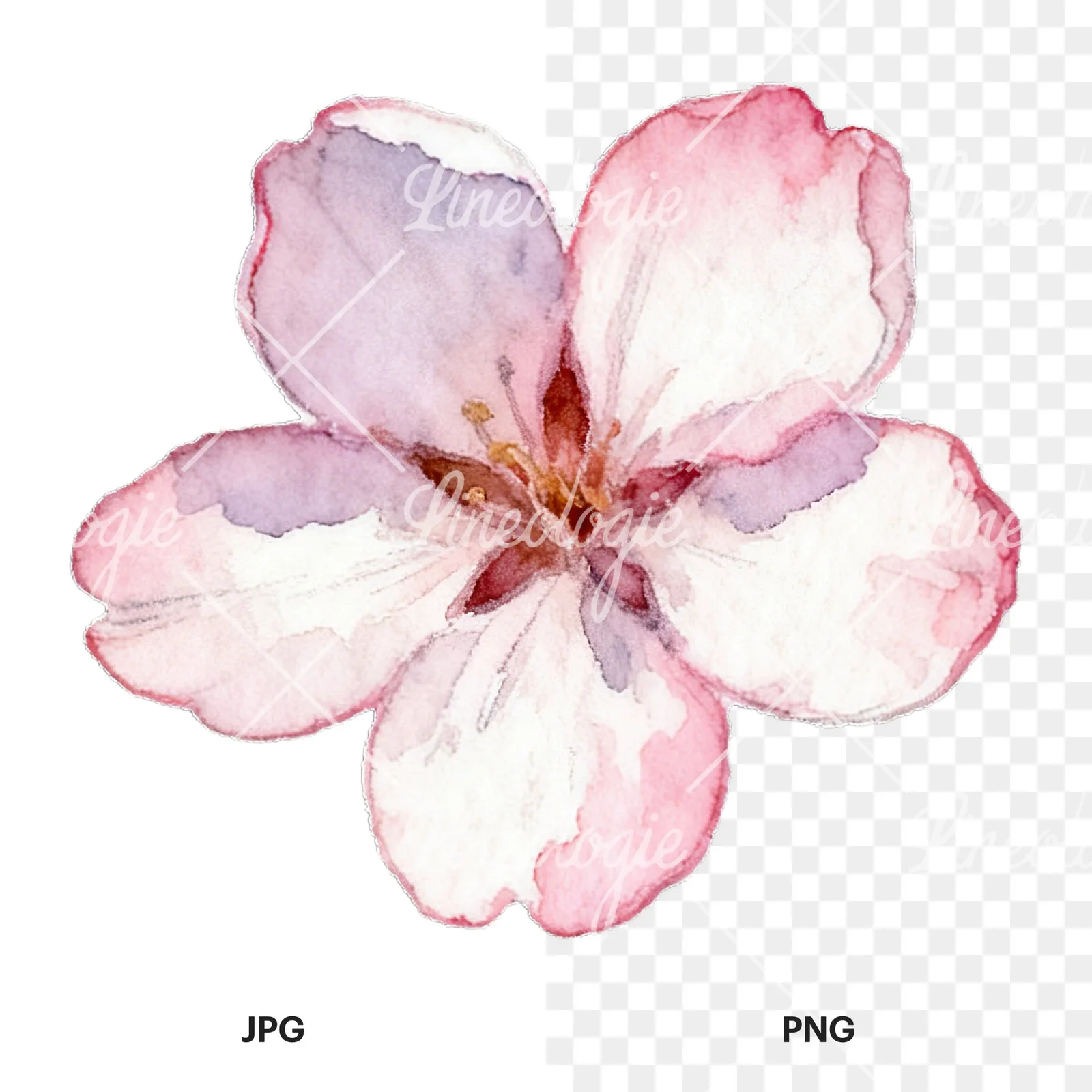 Watercolor pale pink cherry blossom clipart 5 of 8, as a JPG on white and a transparent PNG