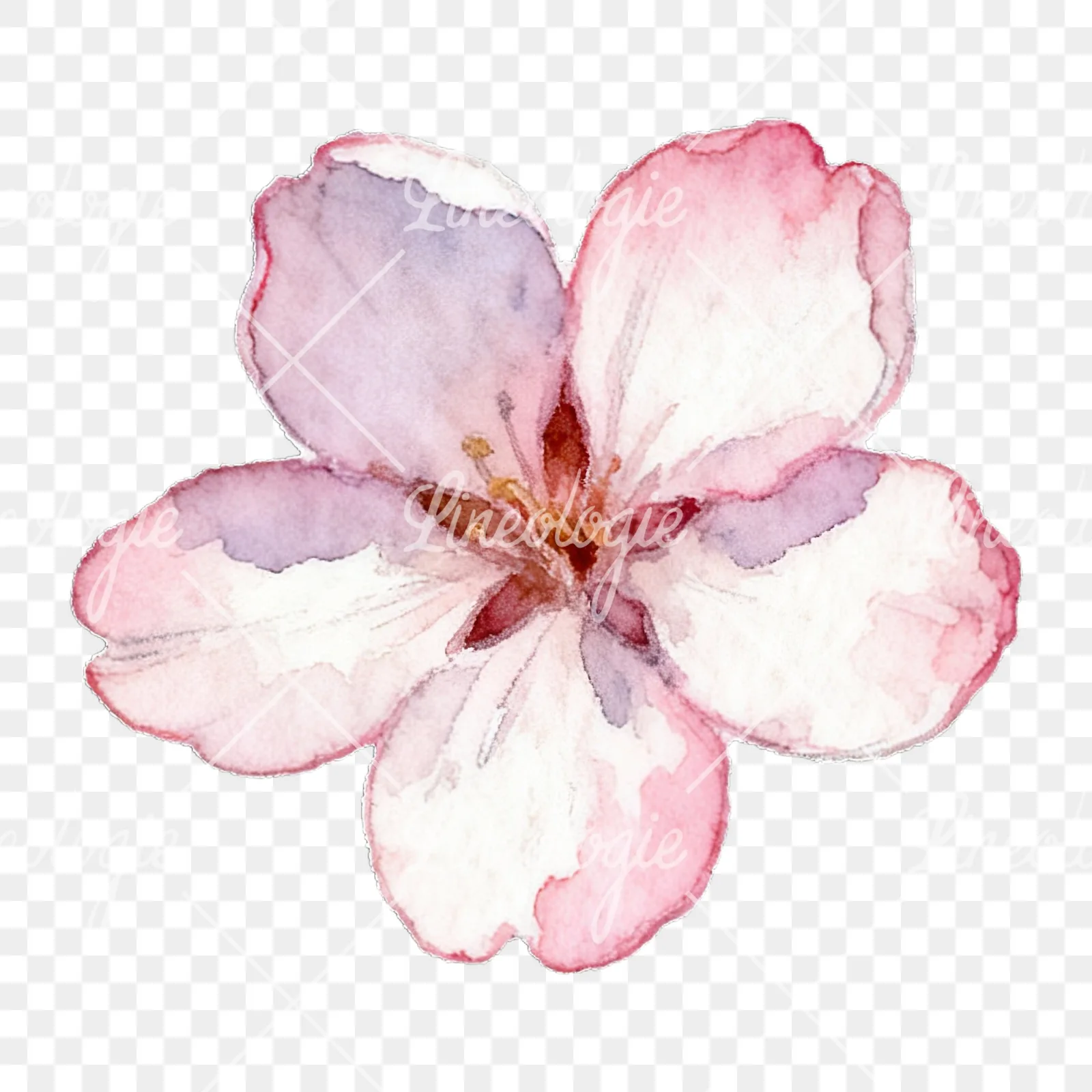 Watercolor pale pink cherry blossom clipart 5 of 8 on a transparent background (PNG)
