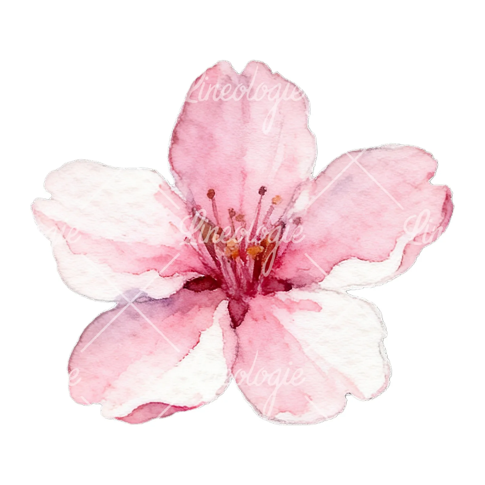 Watercolor pale pink cherry blossom clipart 6 of 8 on a white background (JPG)