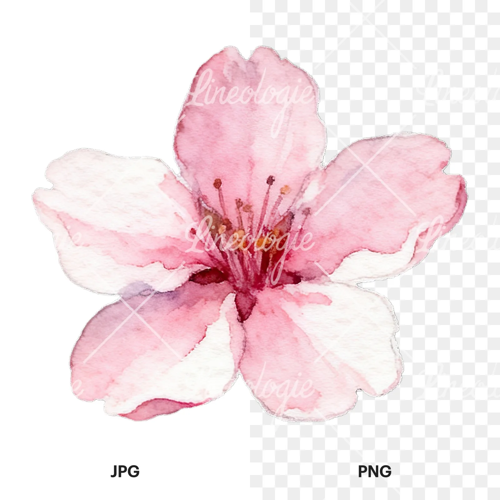 Watercolor pale pink cherry blossom clipart 6 of 8, as a JPG on white and a transparent PNG