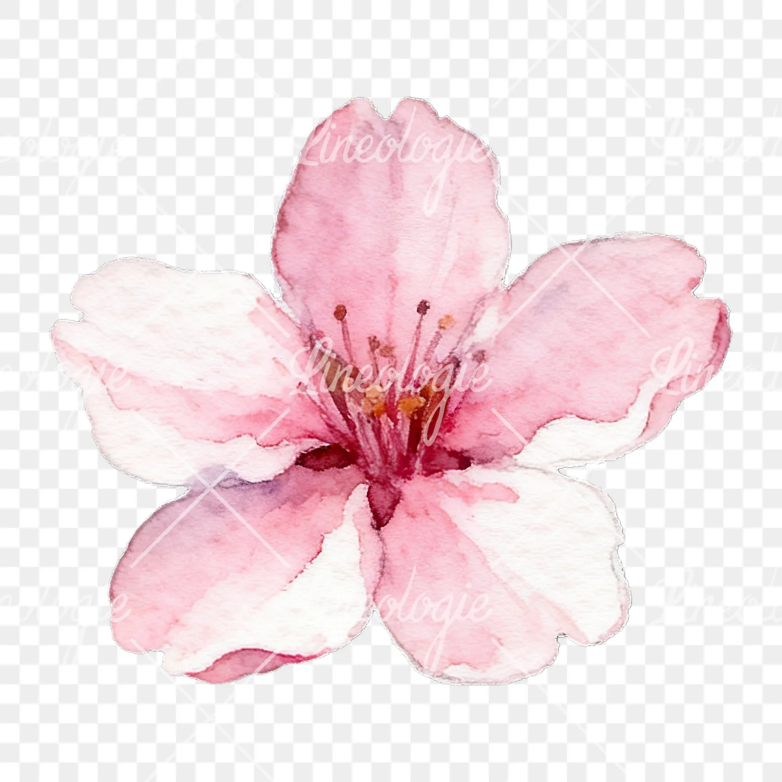 Watercolor pale pink cherry blossom clipart 6 of 8 on a transparent background (PNG)