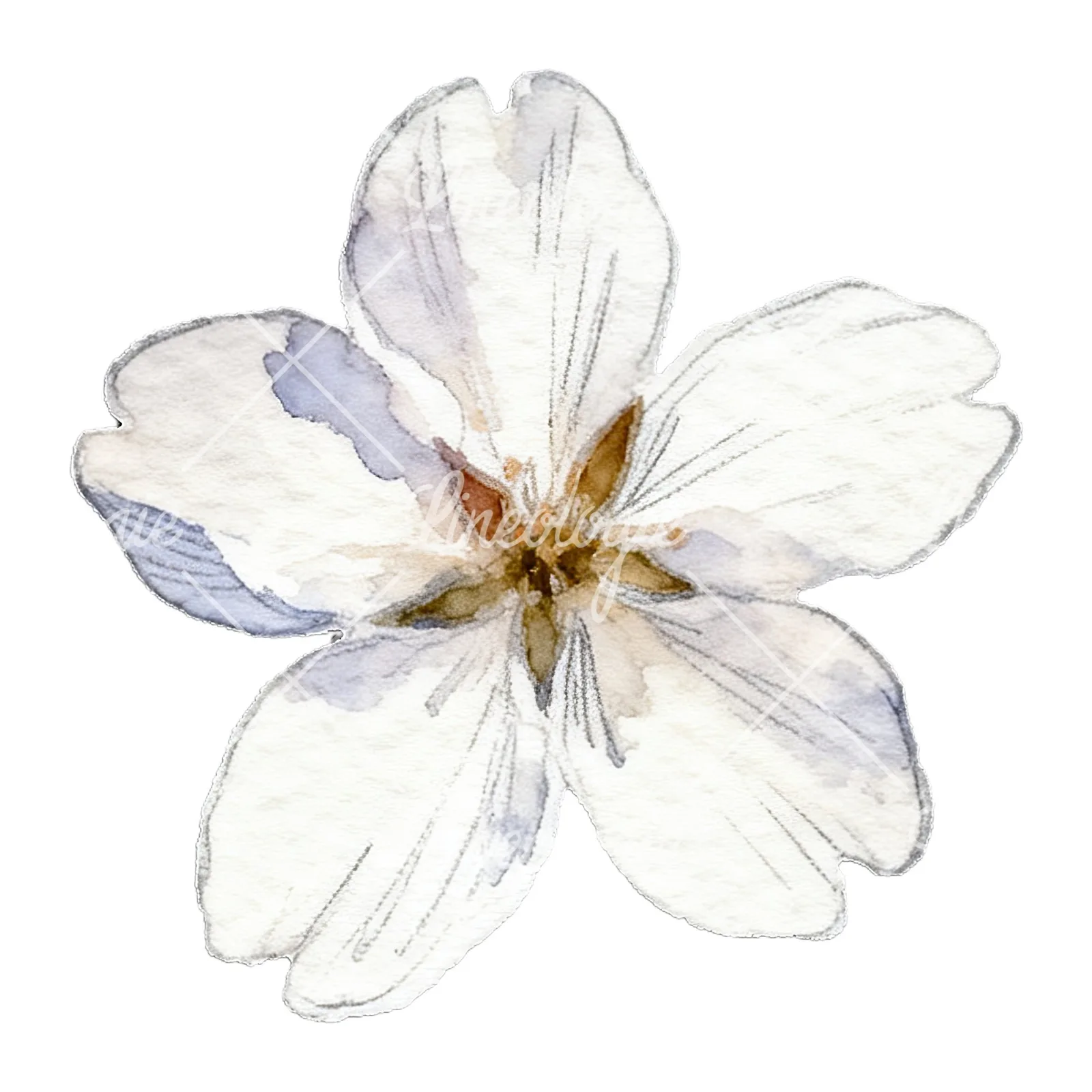 Watercolor pale pink cherry blossom clipart 7 of 8 on a white background (JPG)