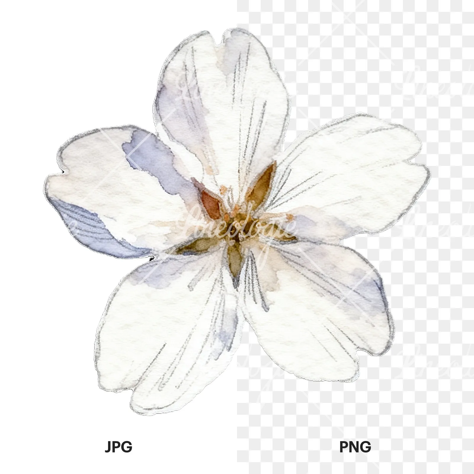 Watercolor pale pink cherry blossom clipart 7 of 8, as a JPG on white and a transparent PNG