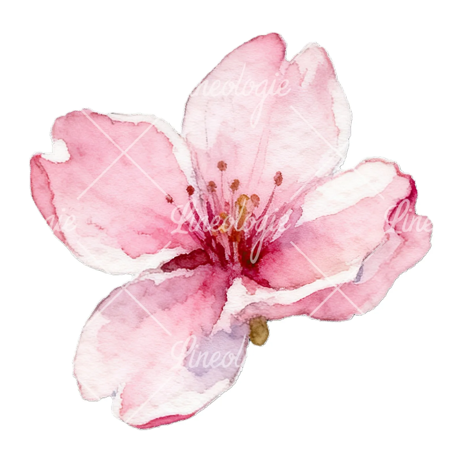 Watercolor pale pink cherry blossom clipart 8 of 8 on a white background (JPG)