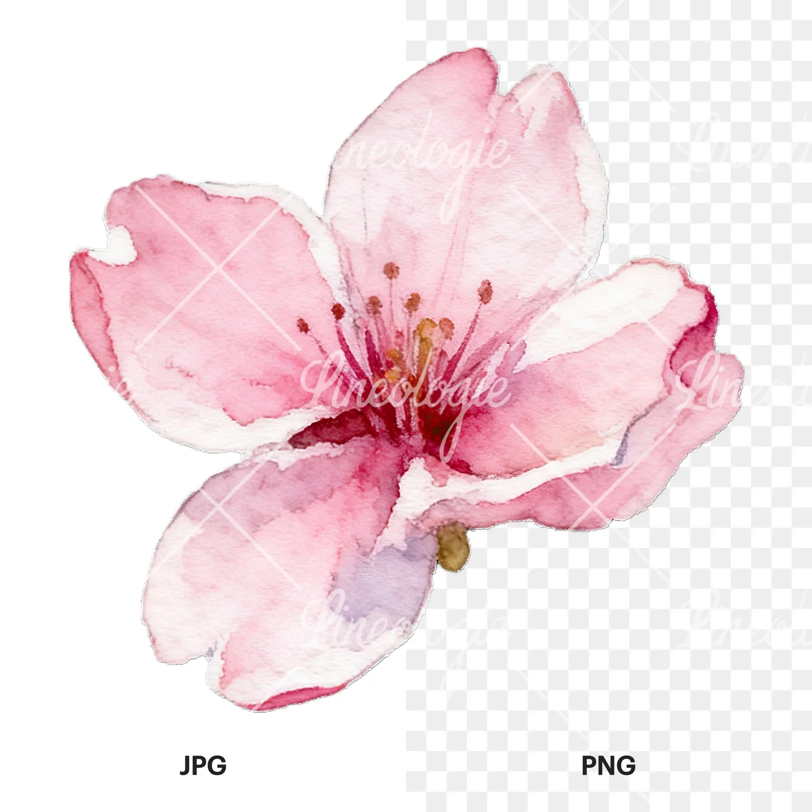 Watercolor pale pink cherry blossom clipart 8 of 8, as a JPG on white and a transparent PNG