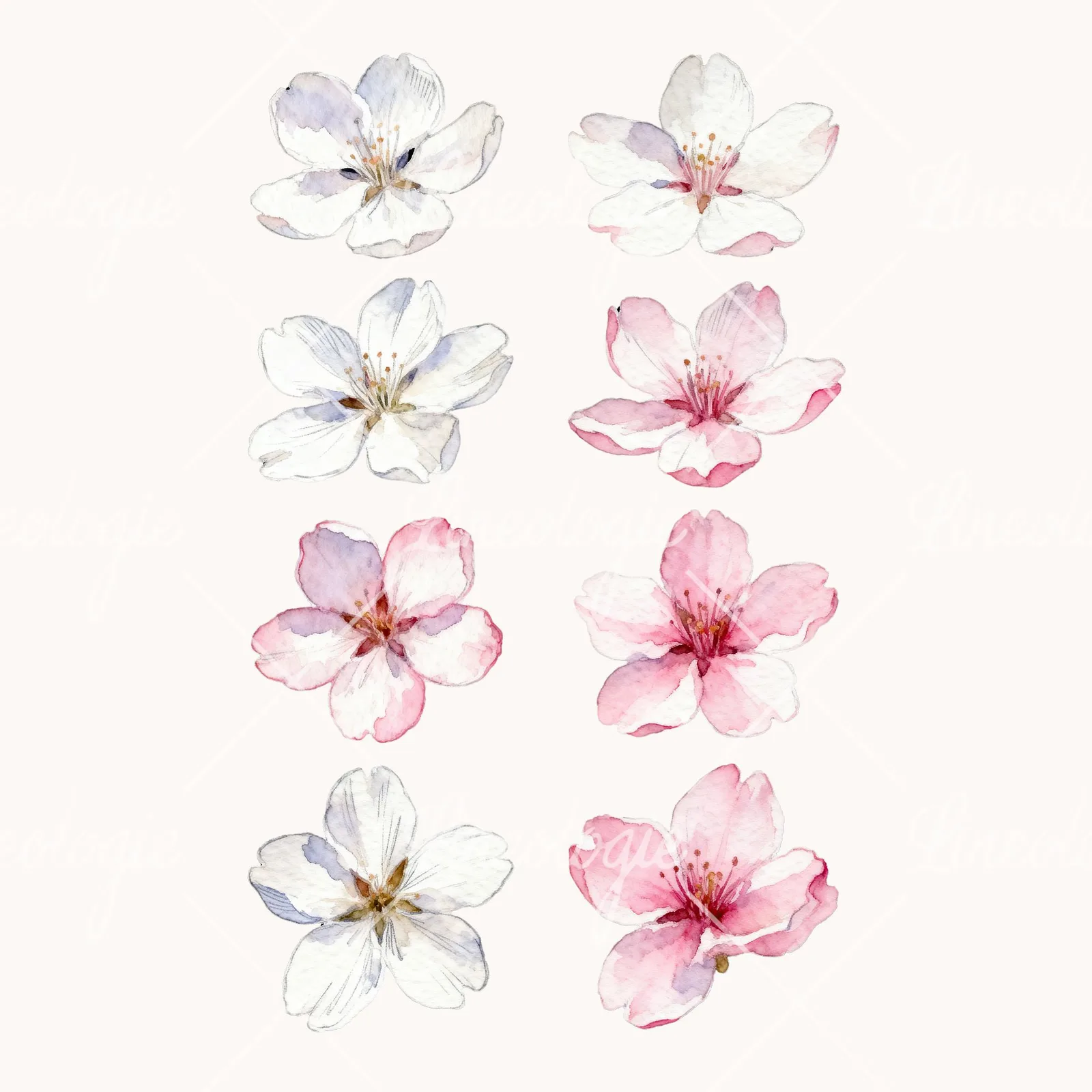Watercolor Pale Pink Cherry Blossom Clipart, all 8 illustrations in the pack