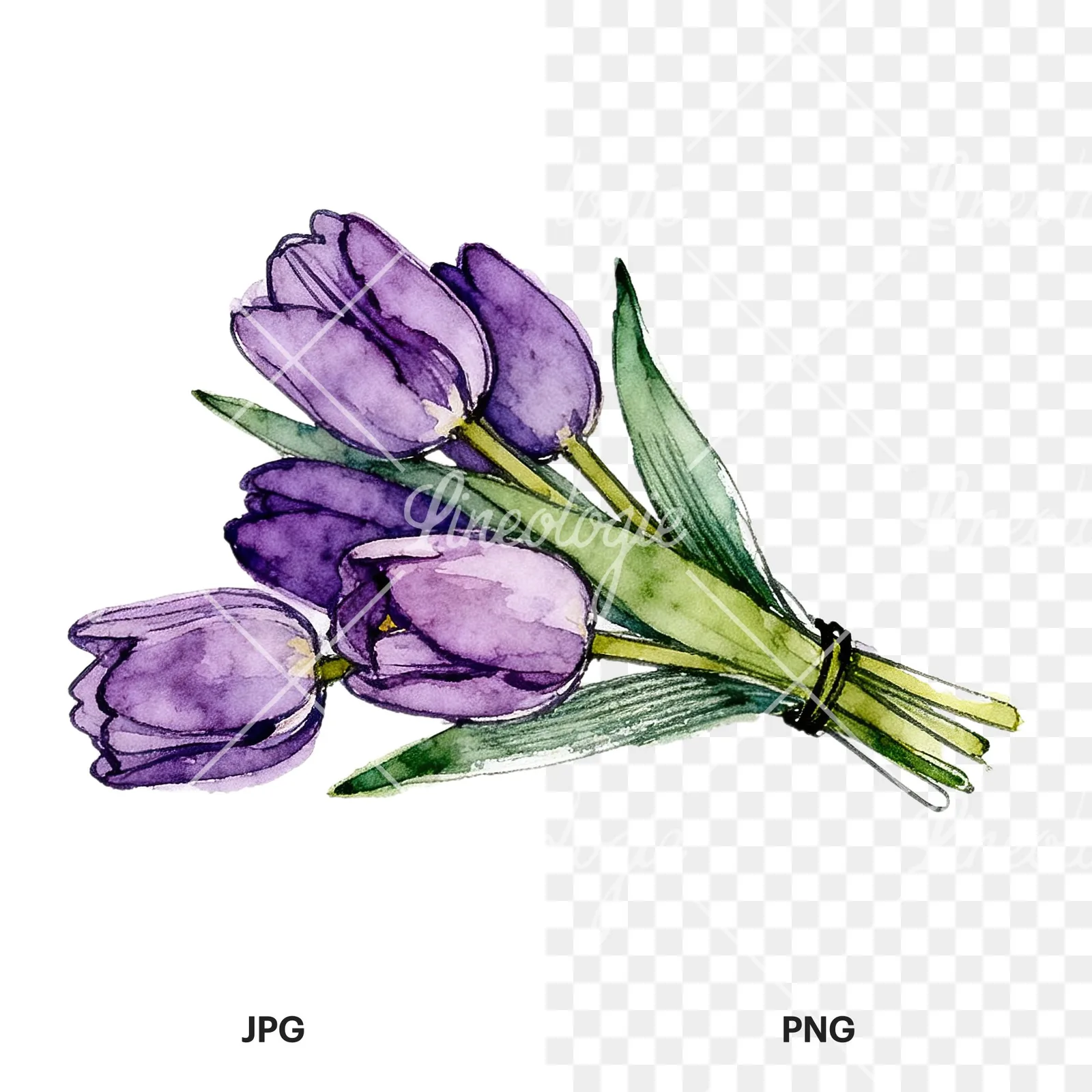 Watercolor loose purple tulip bouquet clipart 2 of 8, as a JPG on white and a transparent PNG