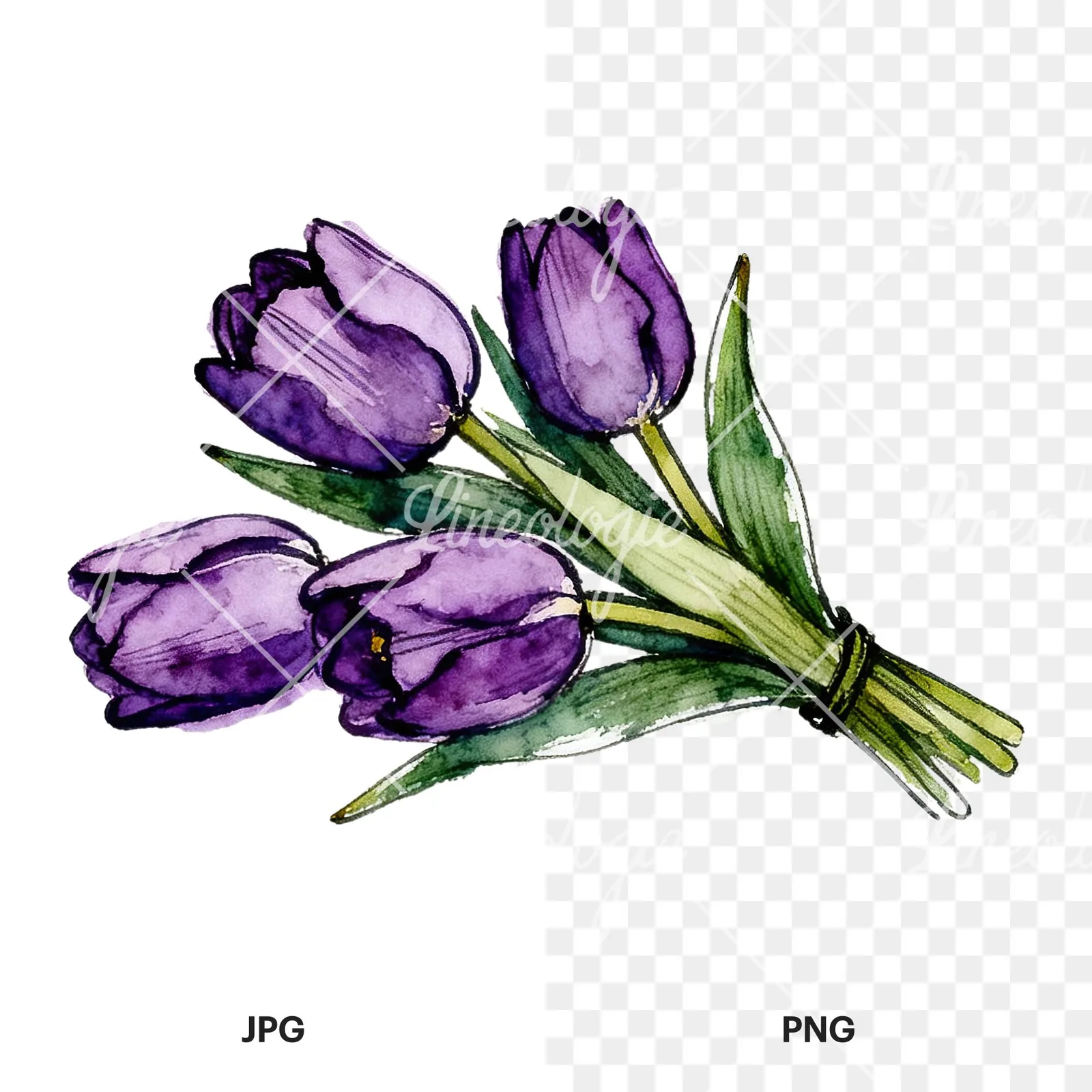 Watercolor loose purple tulip bouquet clipart 3 of 8, as a JPG on white and a transparent PNG