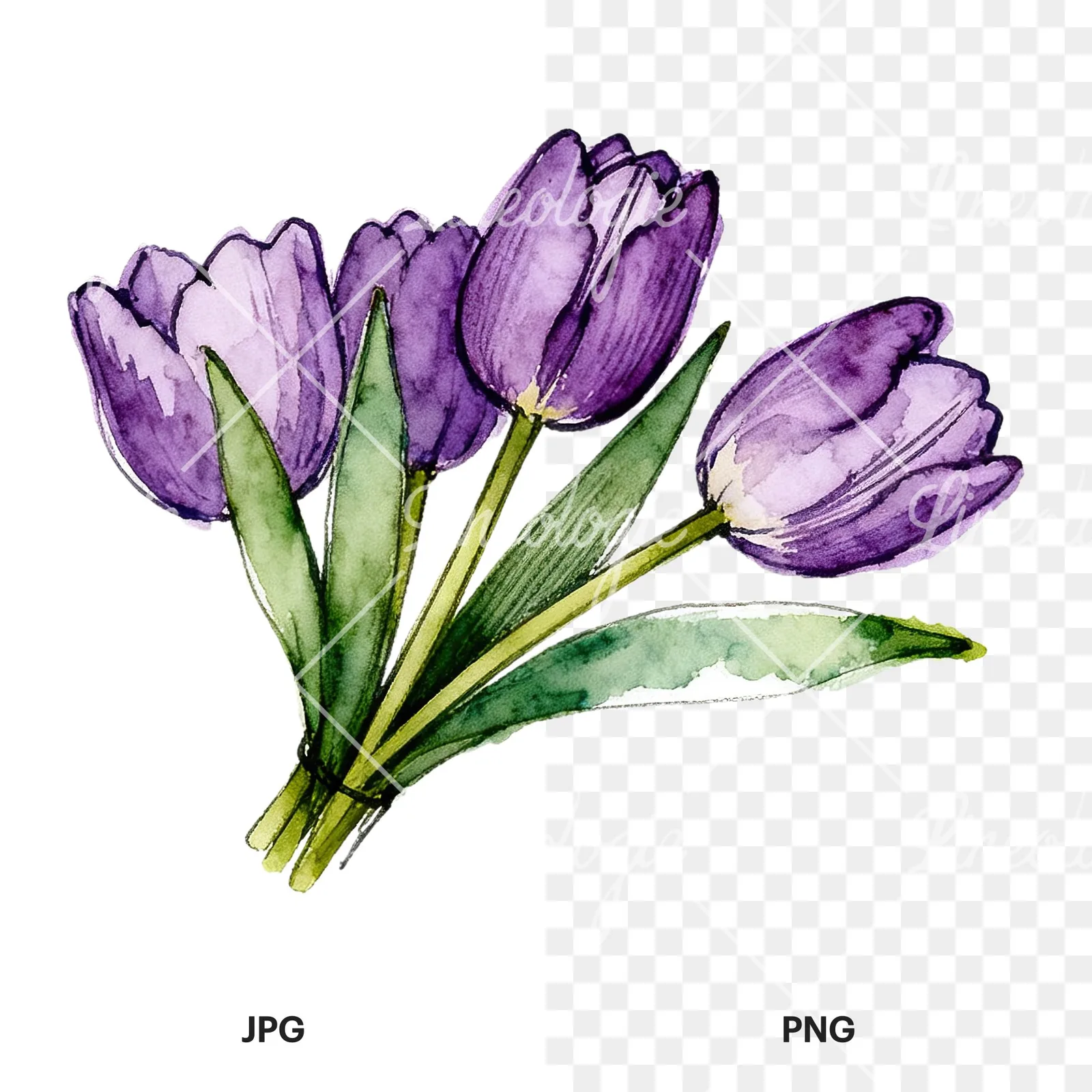 Watercolor loose purple tulip bouquet clipart 4 of 8, as a JPG on white and a transparent PNG