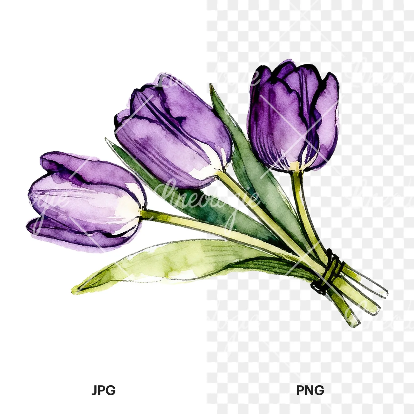 Watercolor loose purple tulip bouquet clipart 5 of 8, as a JPG on white and a transparent PNG