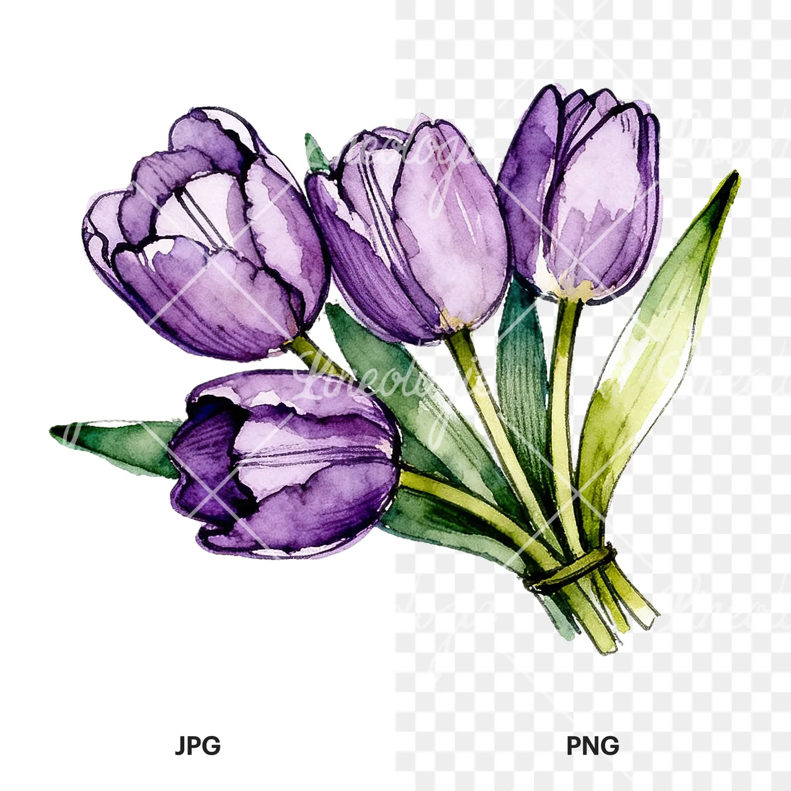 Watercolor loose purple tulip bouquet clipart 6 of 8, as a JPG on white and a transparent PNG