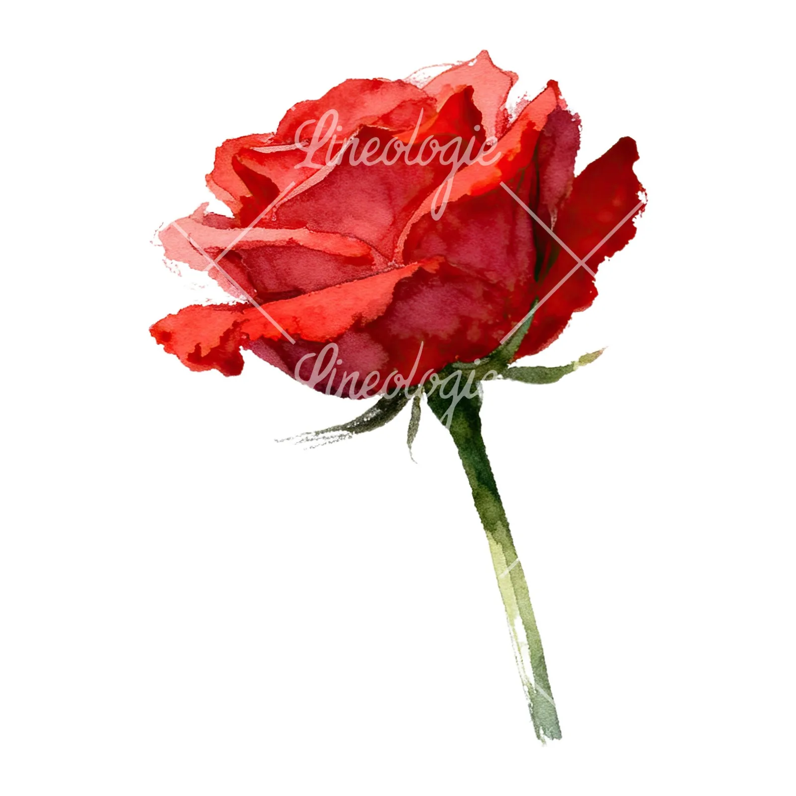 Watercolor red roses romantic clipart 1 of 8 on a white background (JPG)