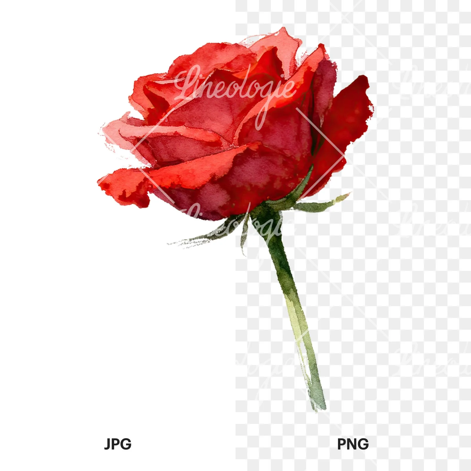 Watercolor red roses romantic clipart 1 of 8, as a JPG on white and a transparent PNG