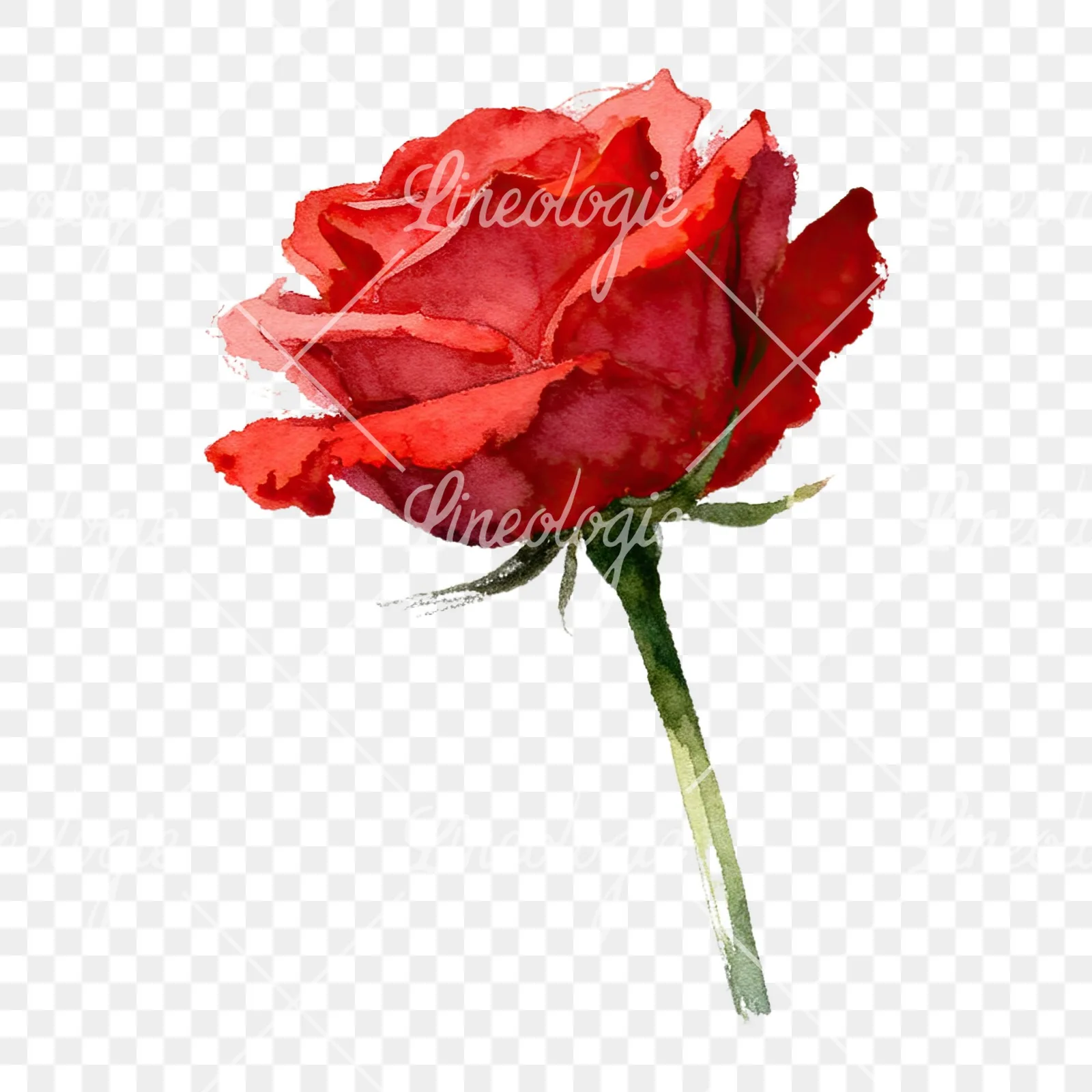 Watercolor red roses romantic clipart 1 of 8 on a transparent background (PNG)