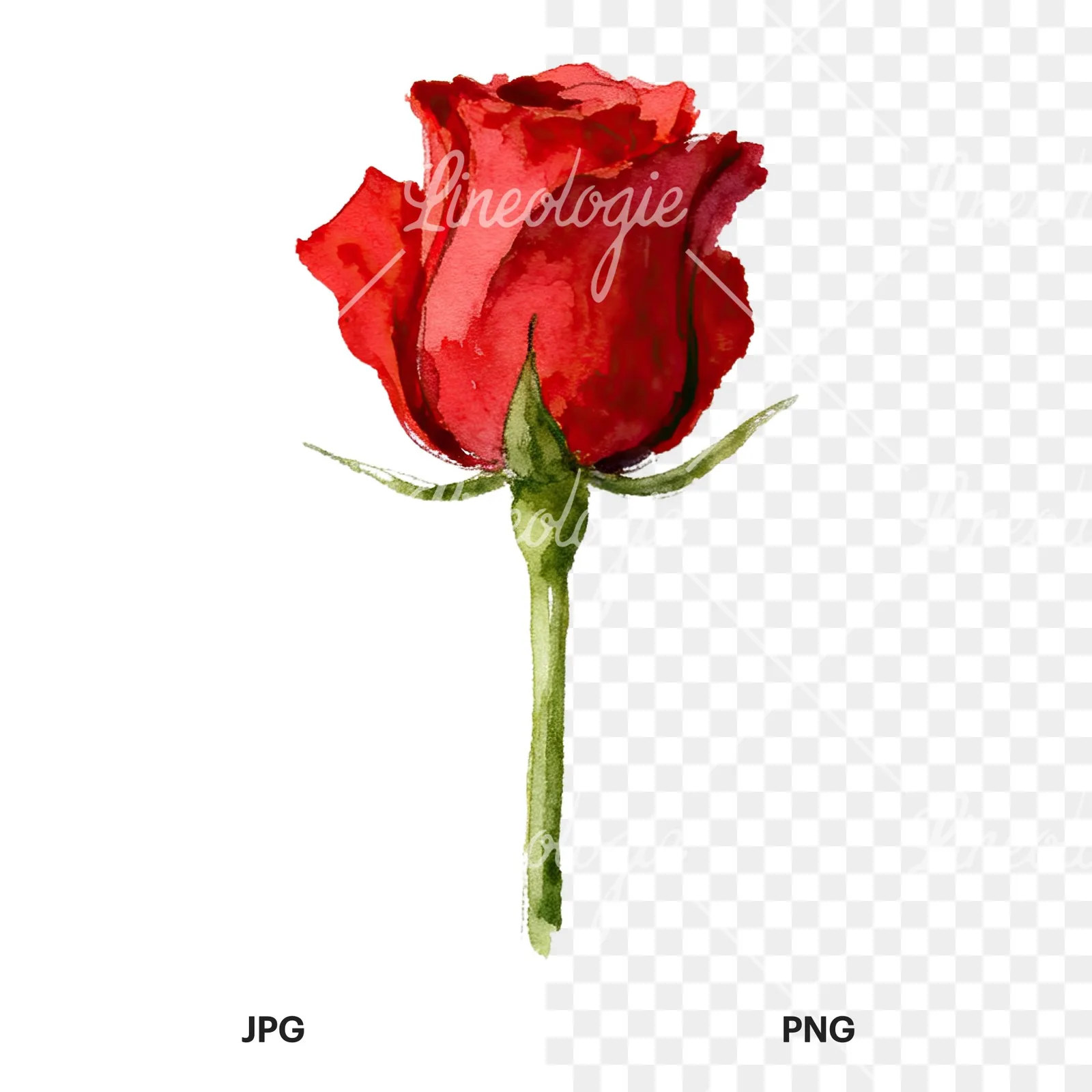 Watercolor red roses romantic clipart 2 of 8, as a JPG on white and a transparent PNG