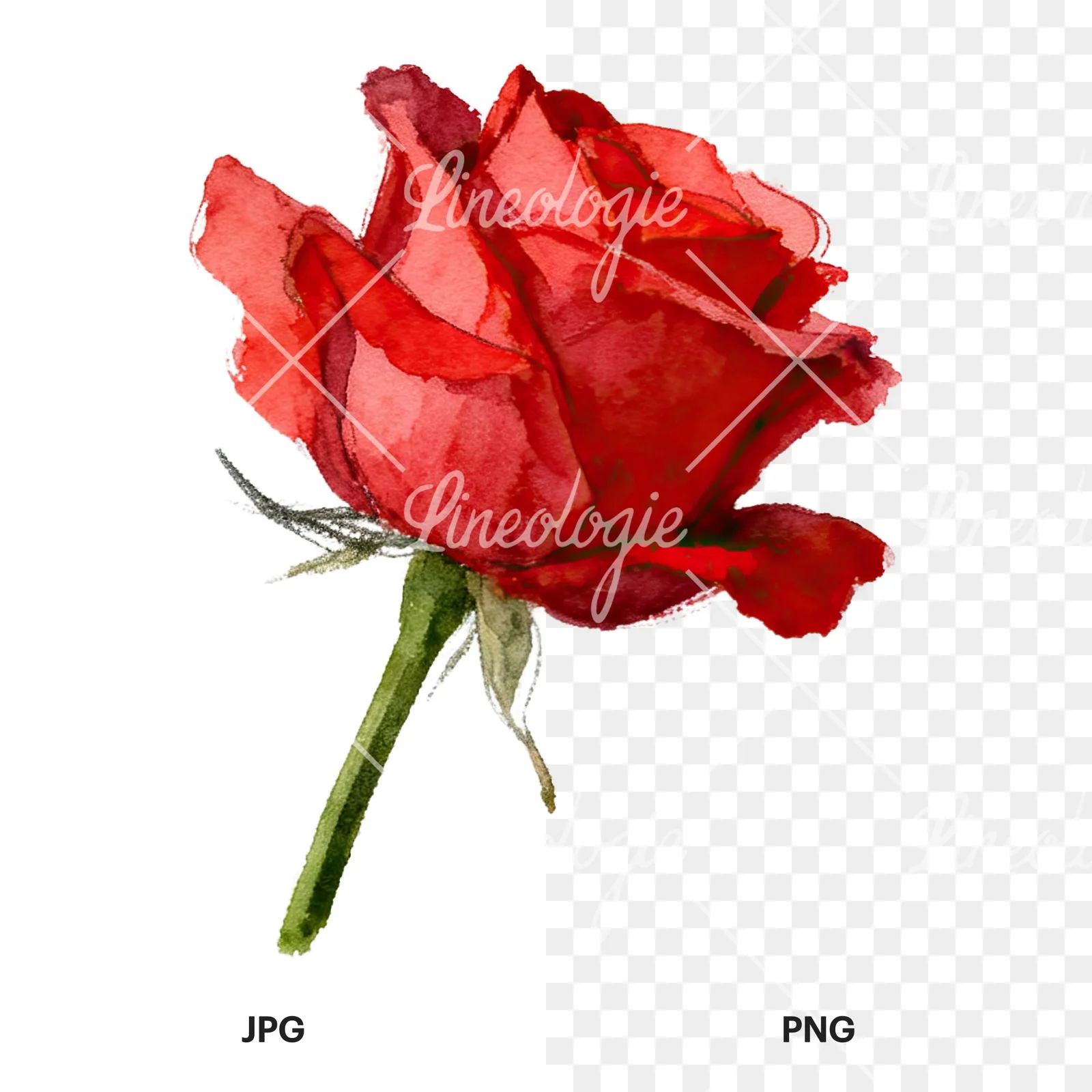 Watercolor red roses romantic clipart 3 of 8, as a JPG on white and a transparent PNG