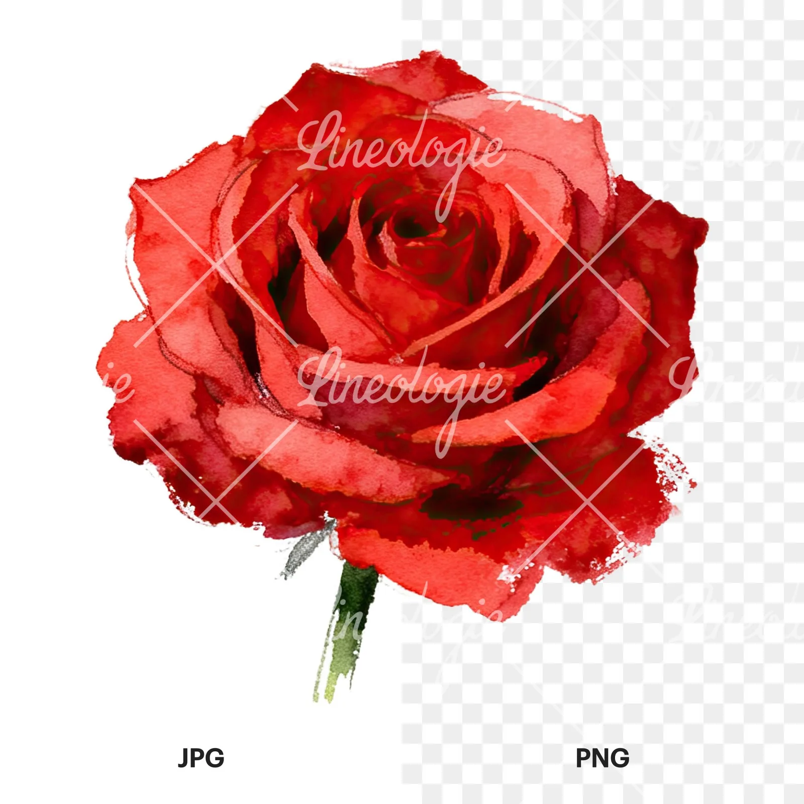 Watercolor red roses romantic clipart 4 of 8, as a JPG on white and a transparent PNG