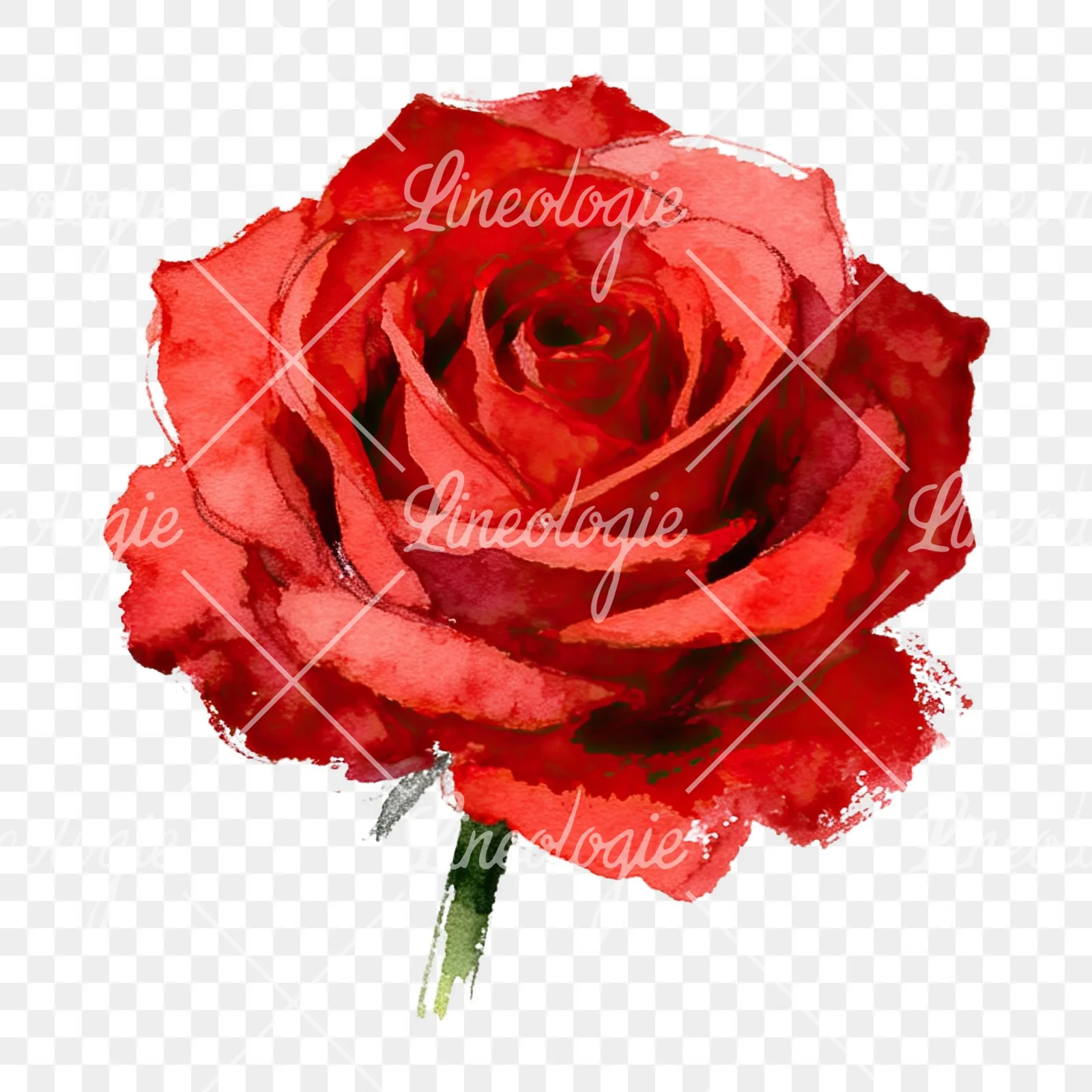 Watercolor red roses romantic clipart 4 of 8 on a transparent background (PNG)