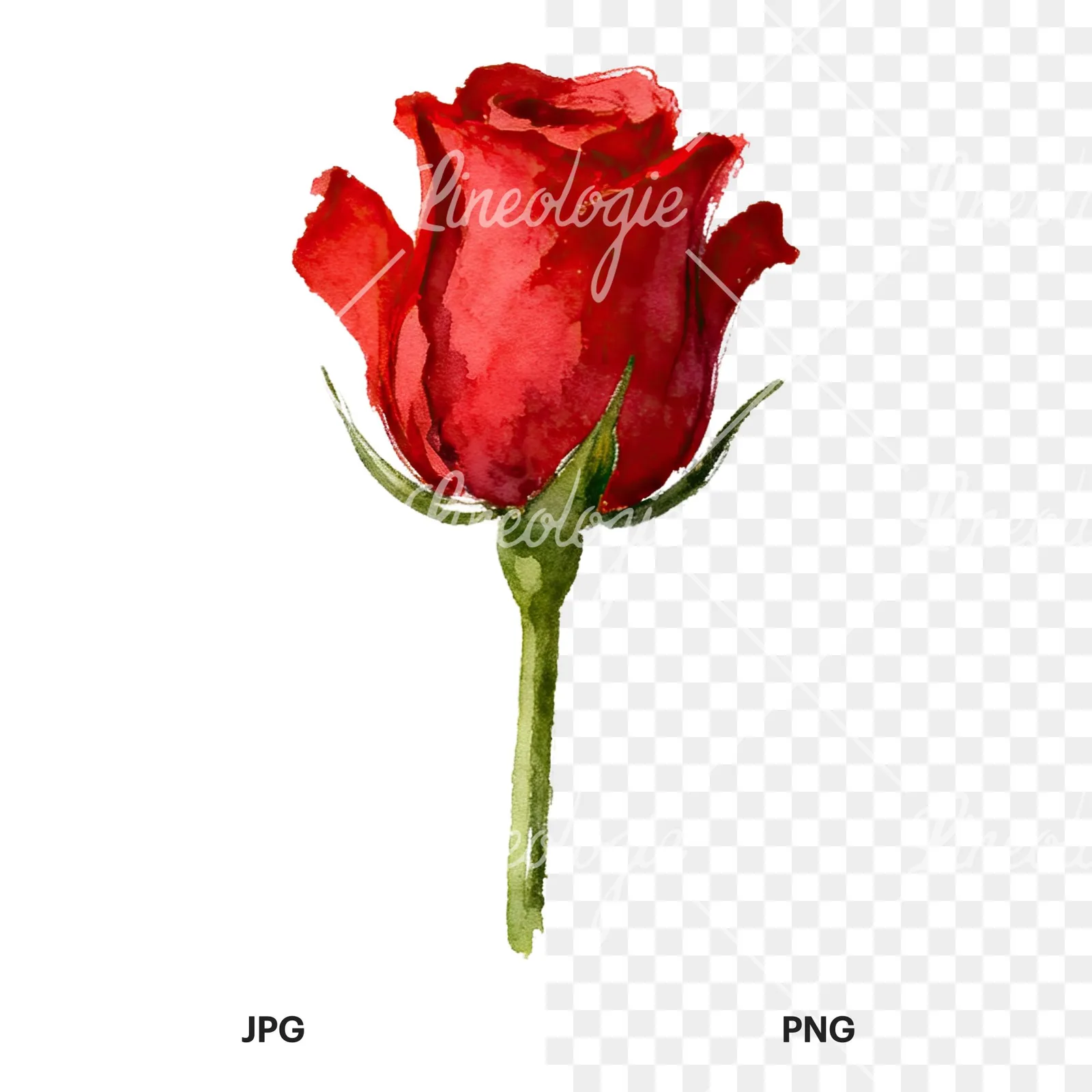 Watercolor red roses romantic clipart 5 of 8, as a JPG on white and a transparent PNG
