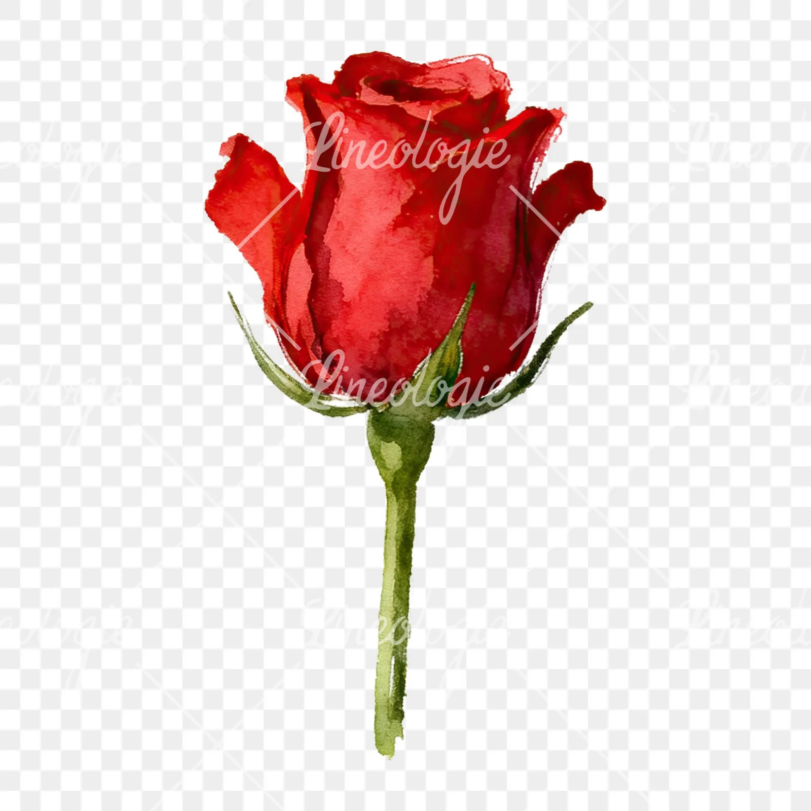 Watercolor red roses romantic clipart 5 of 8 on a transparent background (PNG)