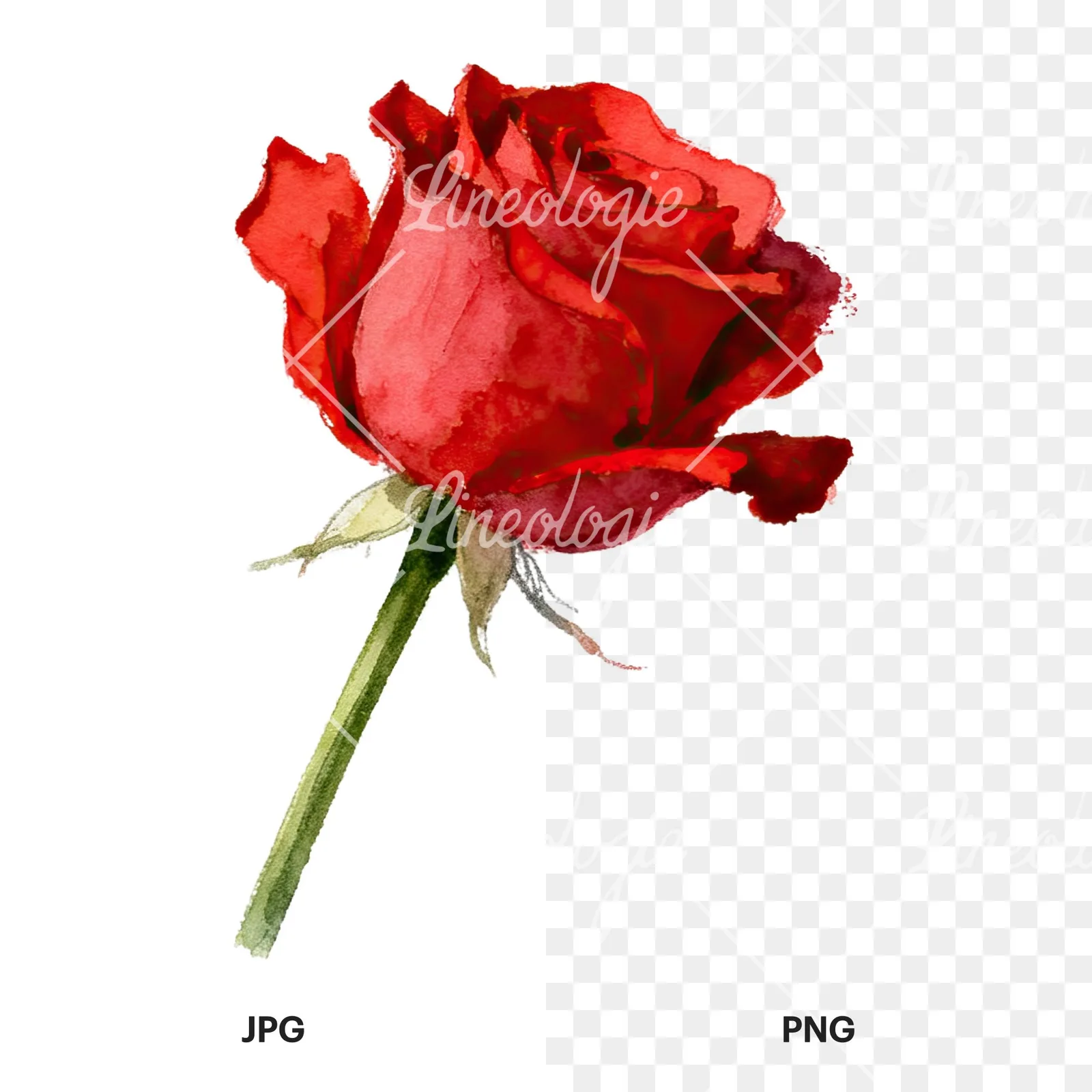Watercolor red roses romantic clipart 6 of 8, as a JPG on white and a transparent PNG