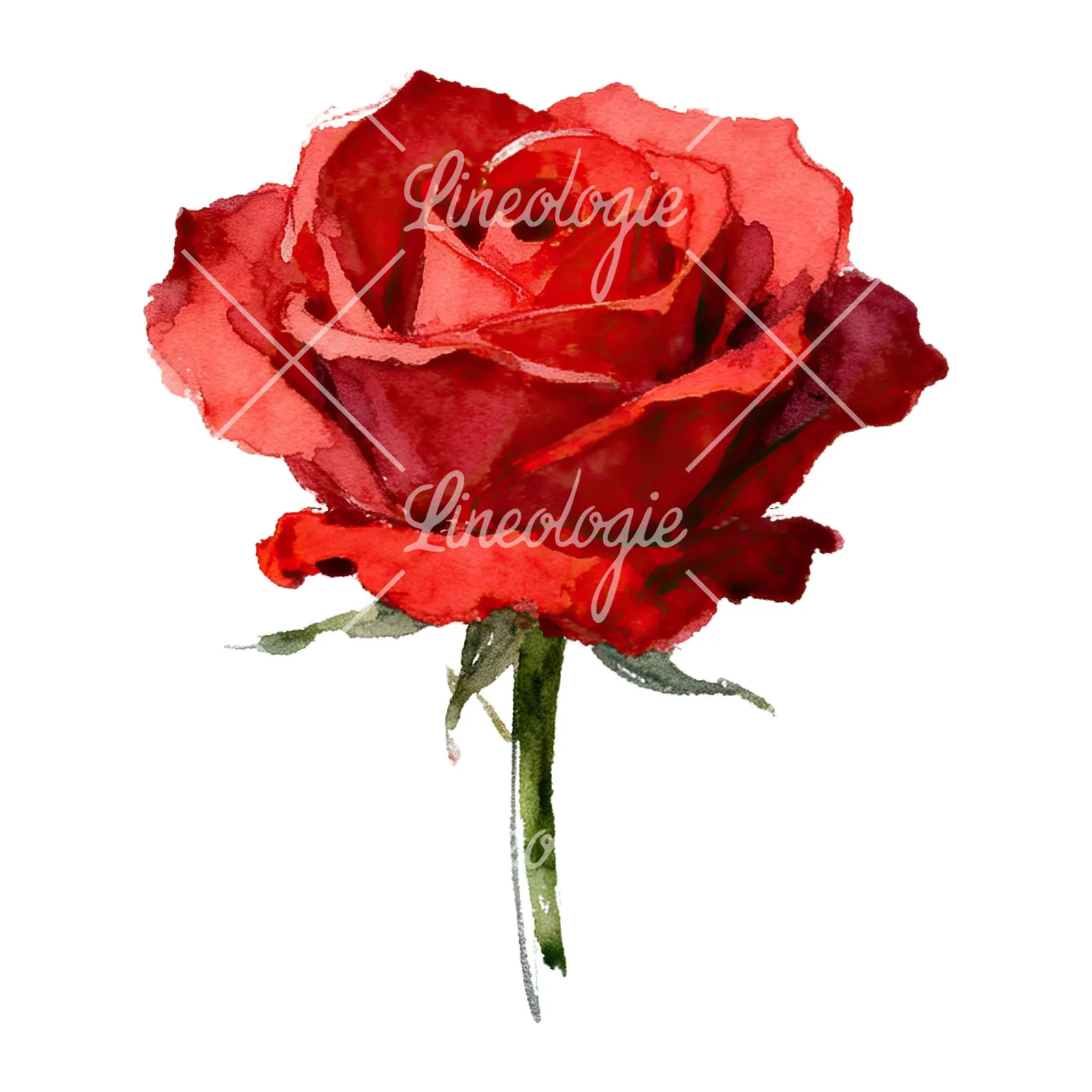 Watercolor red roses romantic clipart 7 of 8 on a white background (JPG)