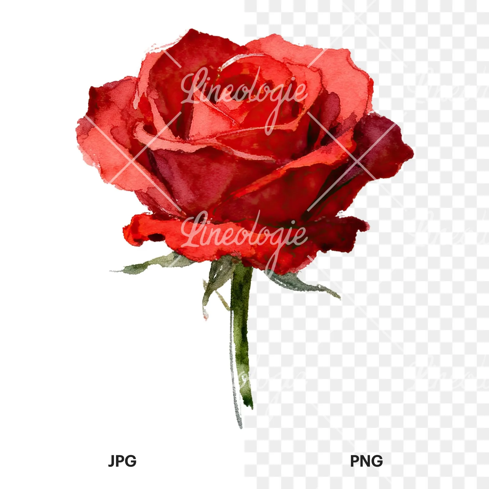Watercolor red roses romantic clipart 7 of 8, as a JPG on white and a transparent PNG