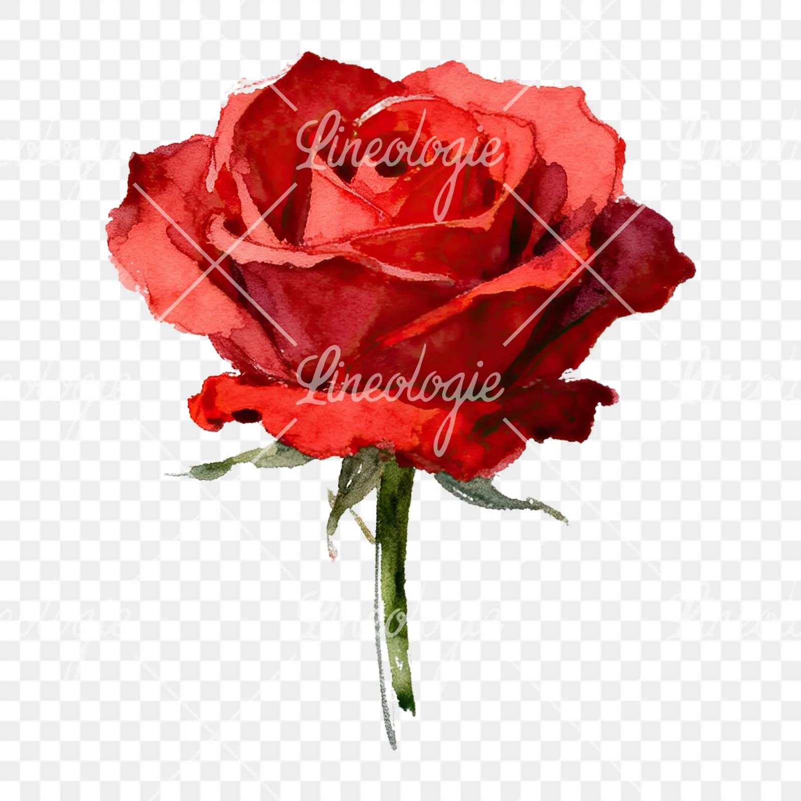 Watercolor red roses romantic clipart 7 of 8 on a transparent background (PNG)