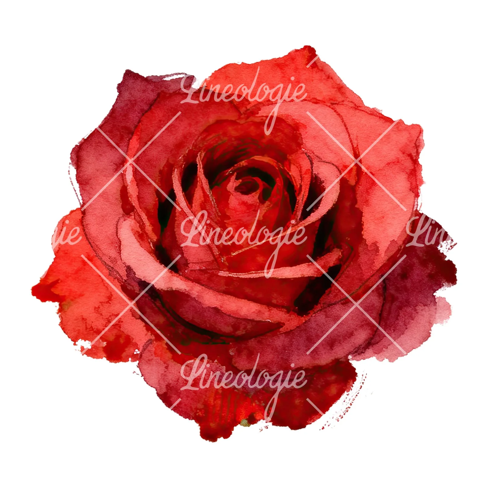 Watercolor red roses romantic clipart 8 of 8 on a white background (JPG)