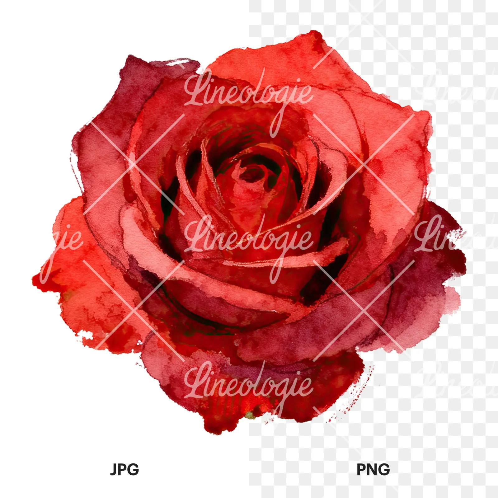 Watercolor red roses romantic clipart 8 of 8, as a JPG on white and a transparent PNG