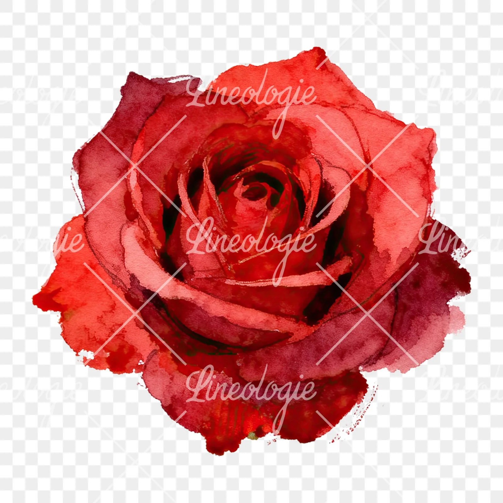 Watercolor red roses romantic clipart 8 of 8 on a transparent background (PNG)