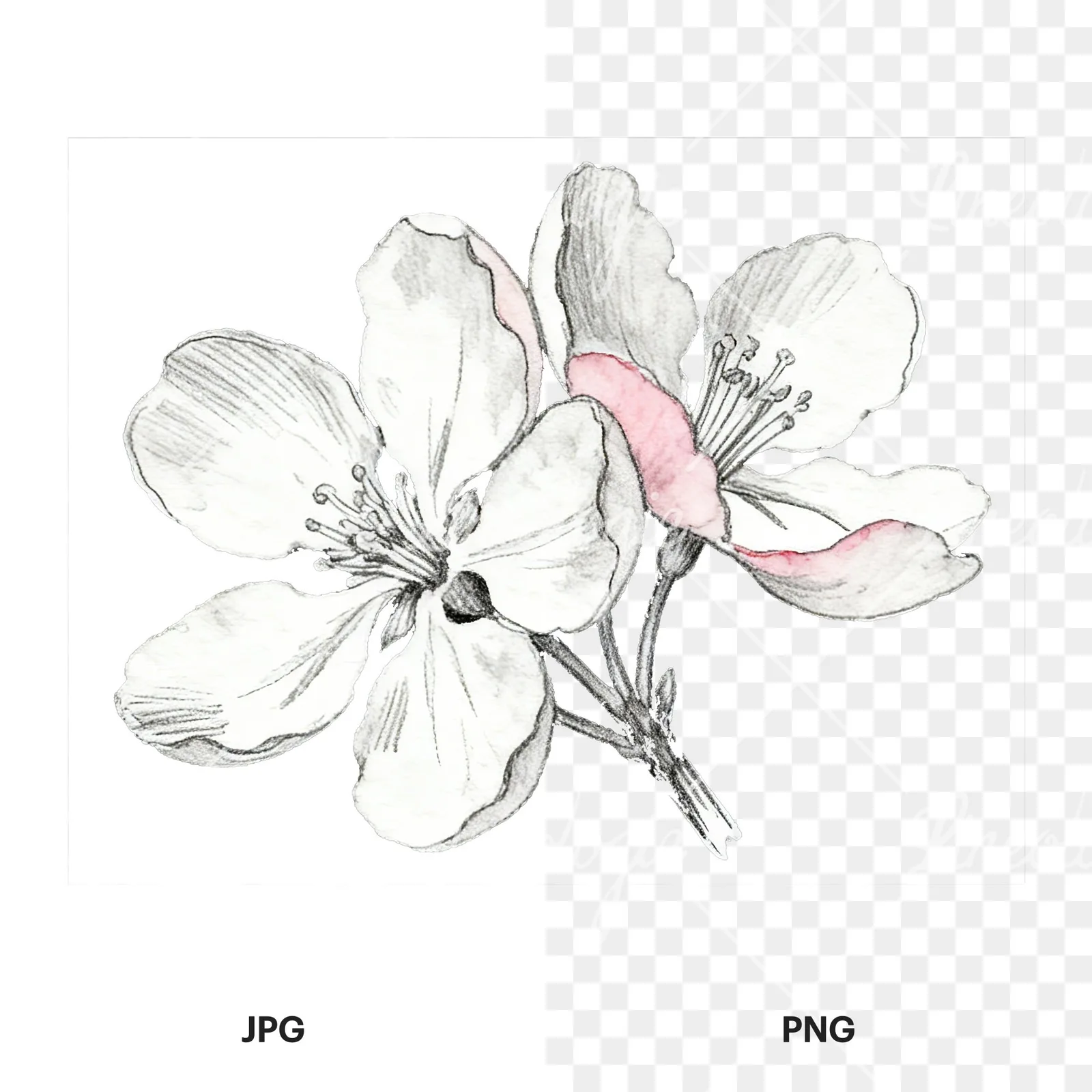 Watercolor pink and white apple blossom clipart 1 of 8, as a JPG on white and a transparent PNG