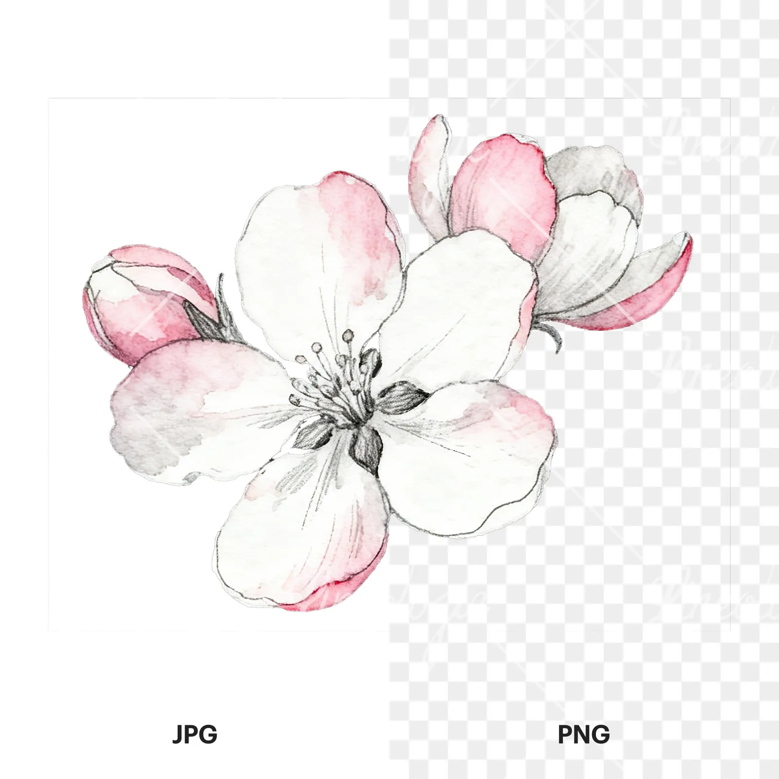 Watercolor pink and white apple blossom clipart 2 of 8, as a JPG on white and a transparent PNG