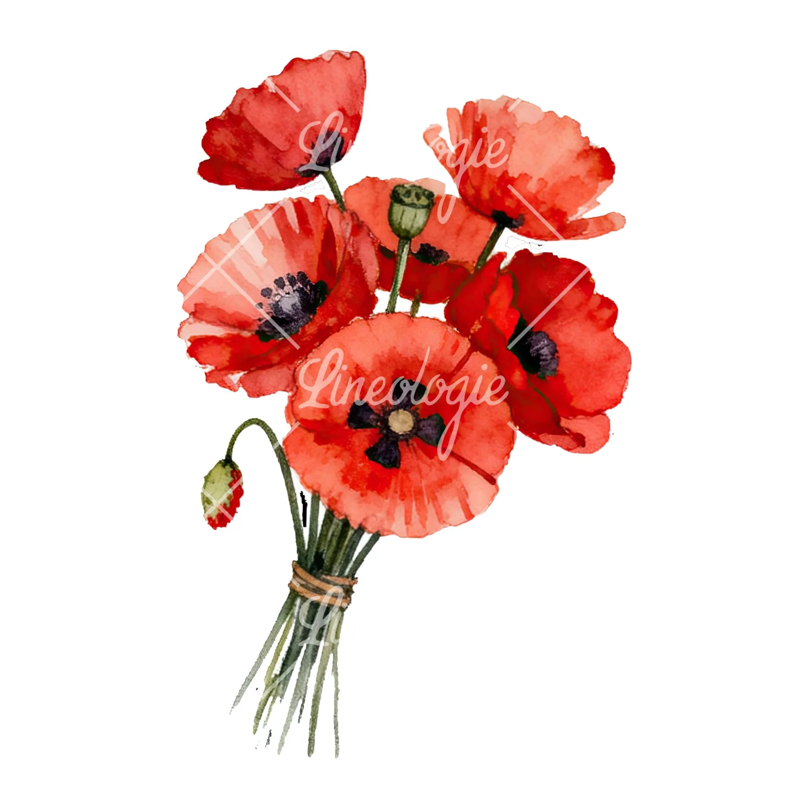 Watercolor poppy bouquet with open blooms clipart 1 of 8 on a white background (JPG)