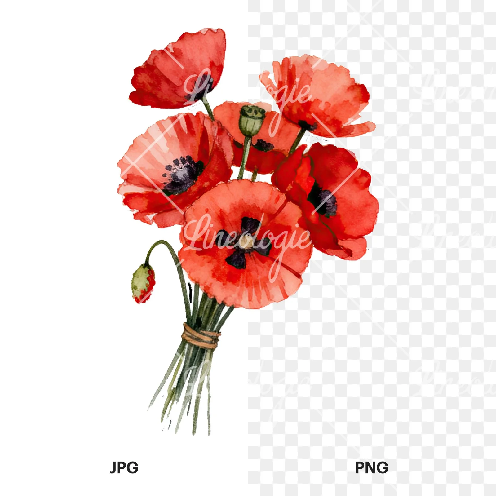 Watercolor poppy bouquet with open blooms clipart 1 of 8, as a JPG on white and a transparent PNG