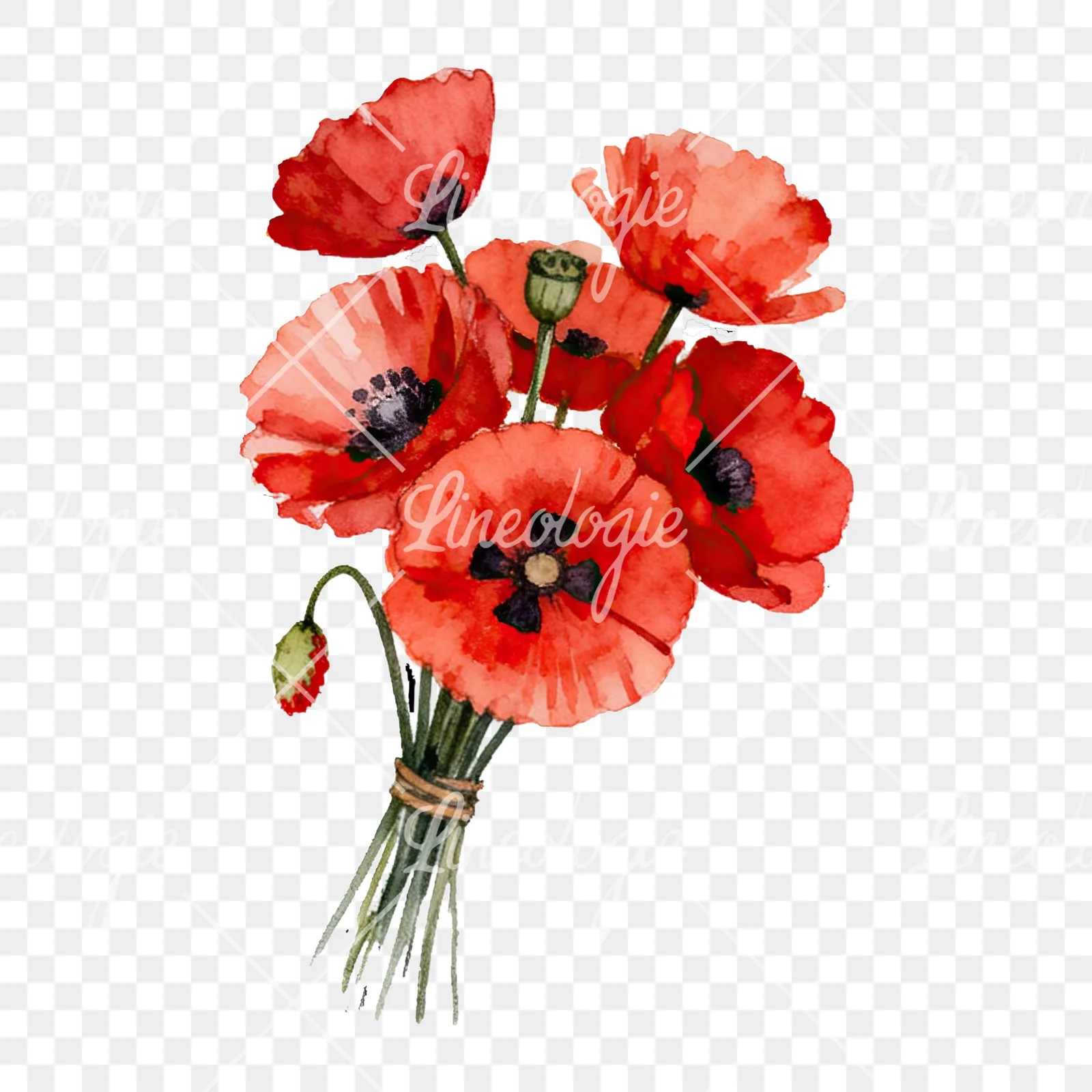 Watercolor poppy bouquet with open blooms clipart 1 of 8 on a transparent background (PNG)