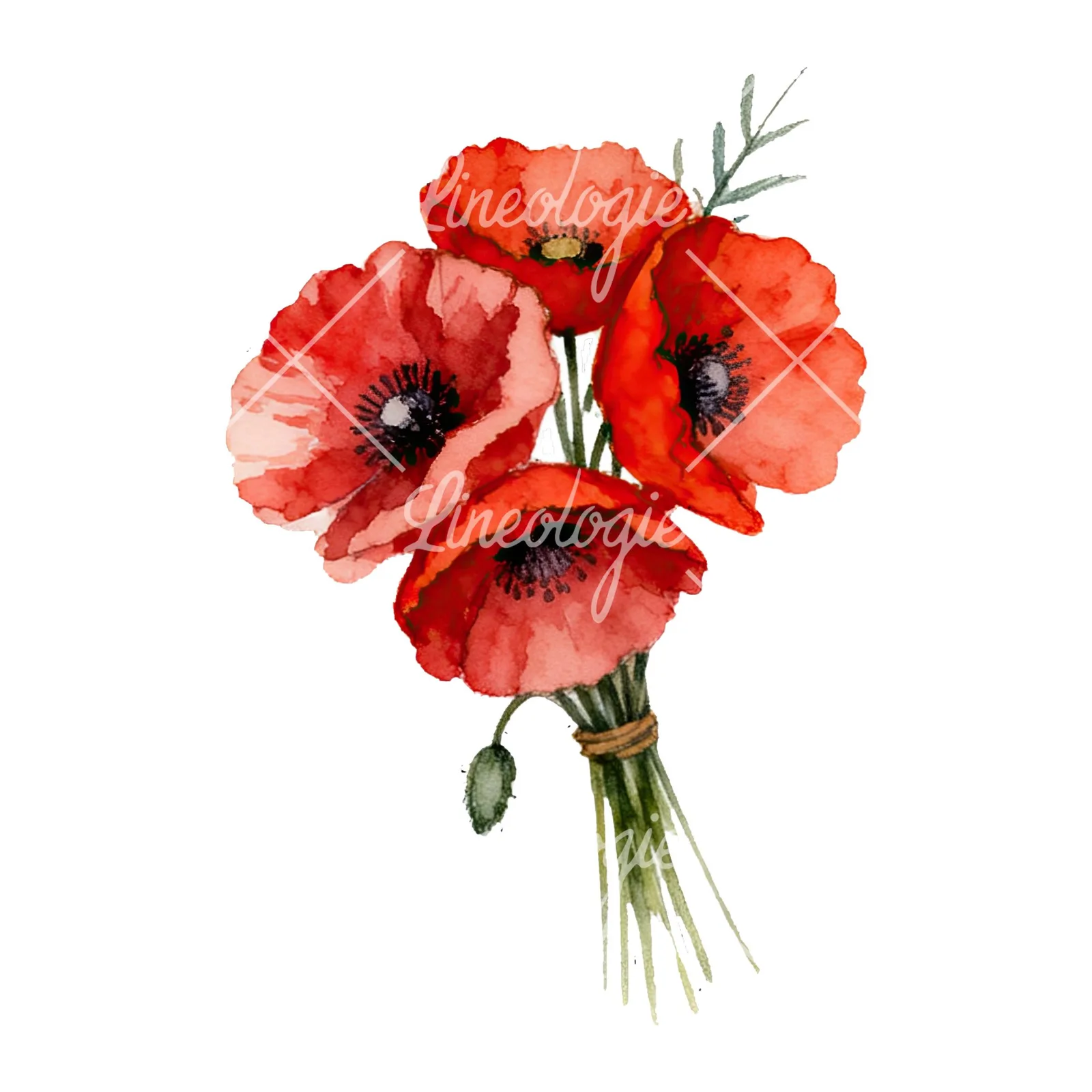 Watercolor poppy bouquet with open blooms clipart 2 of 8 on a white background (JPG)