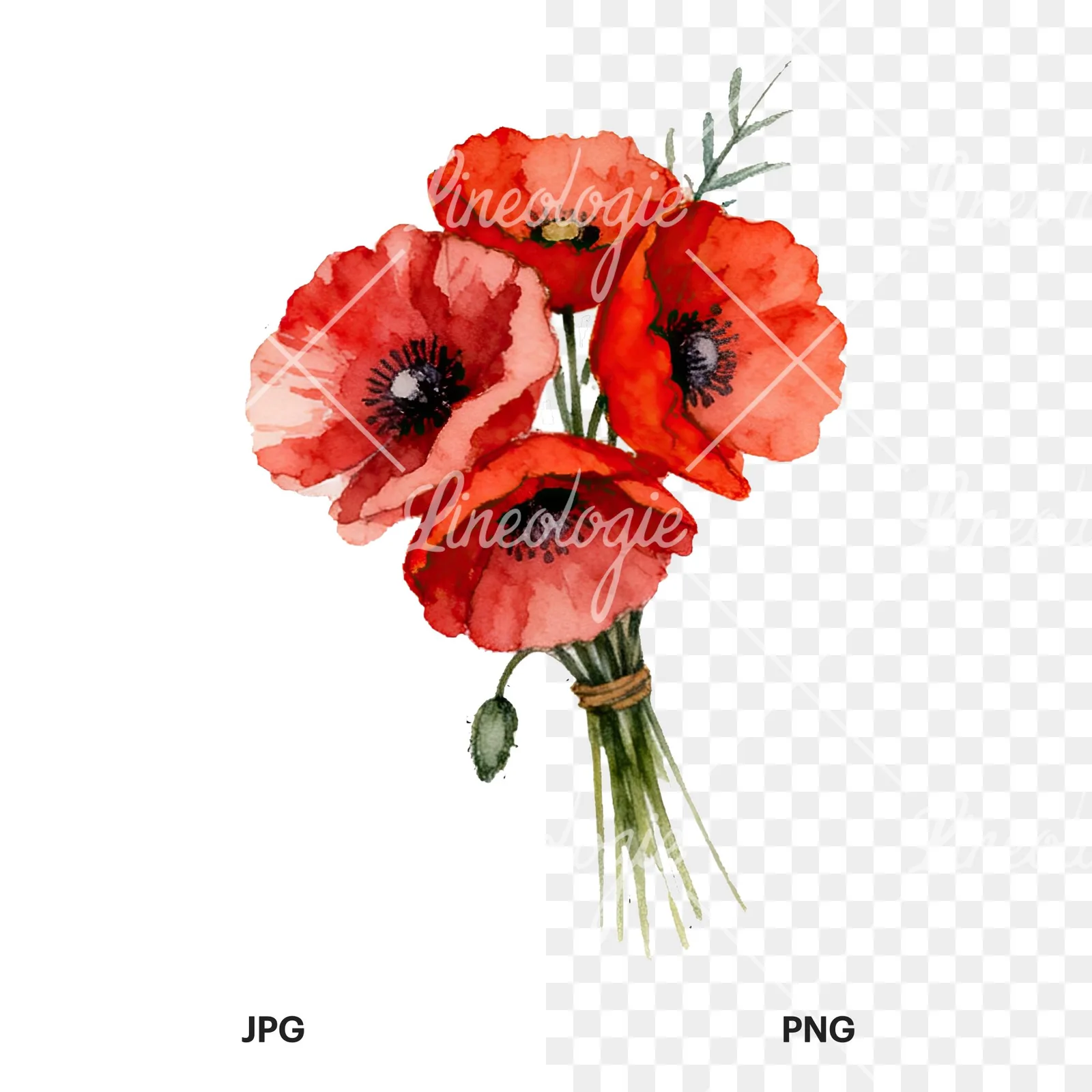 Watercolor poppy bouquet with open blooms clipart 2 of 8, as a JPG on white and a transparent PNG