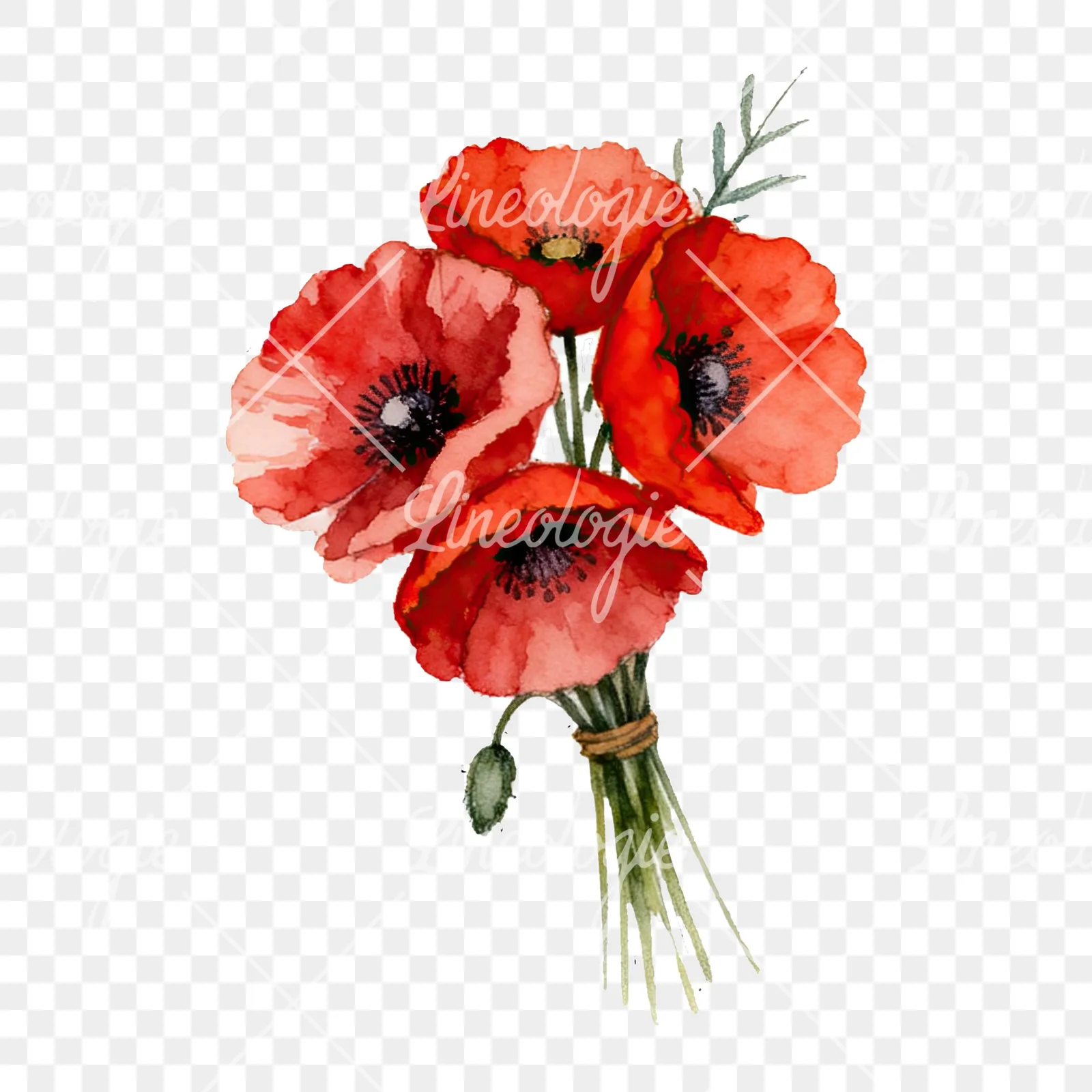 Watercolor poppy bouquet with open blooms clipart 2 of 8 on a transparent background (PNG)