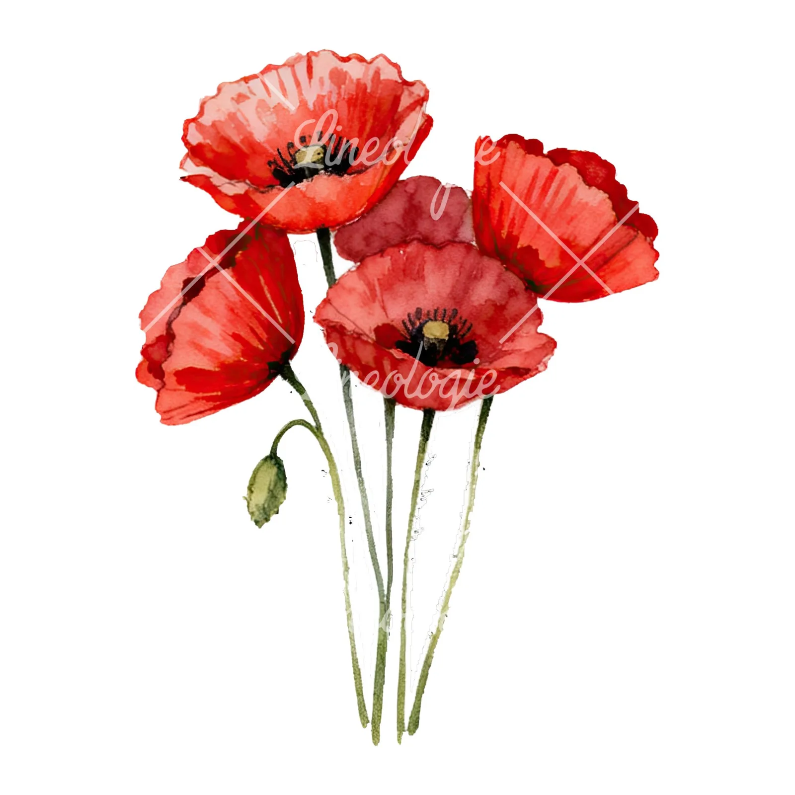 Watercolor poppy bouquet with open blooms clipart 3 of 8 on a white background (JPG)