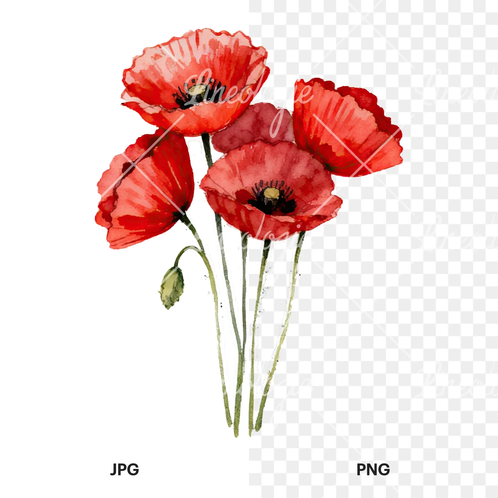 Watercolor poppy bouquet with open blooms clipart 3 of 8, as a JPG on white and a transparent PNG