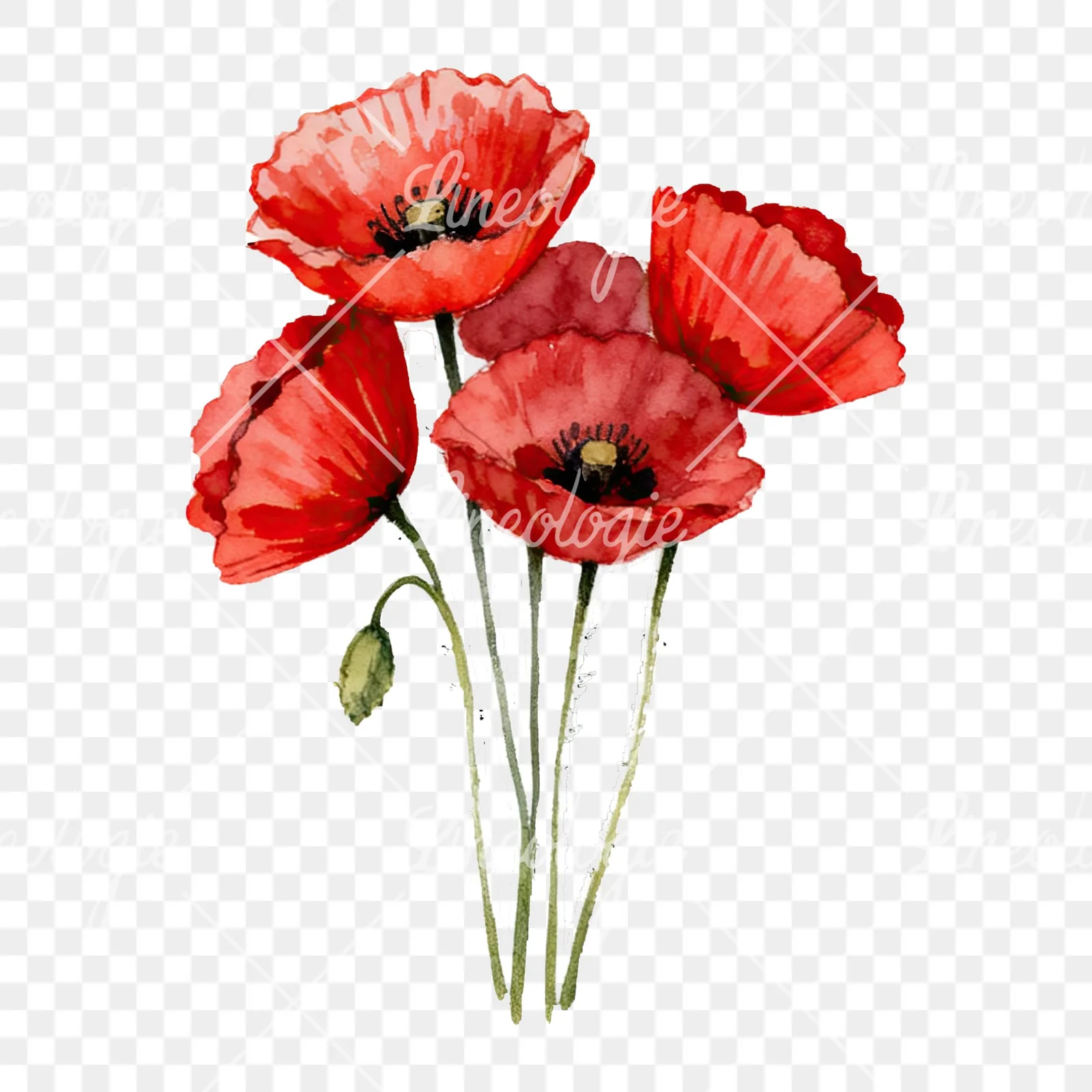 Watercolor poppy bouquet with open blooms clipart 3 of 8 on a transparent background (PNG)