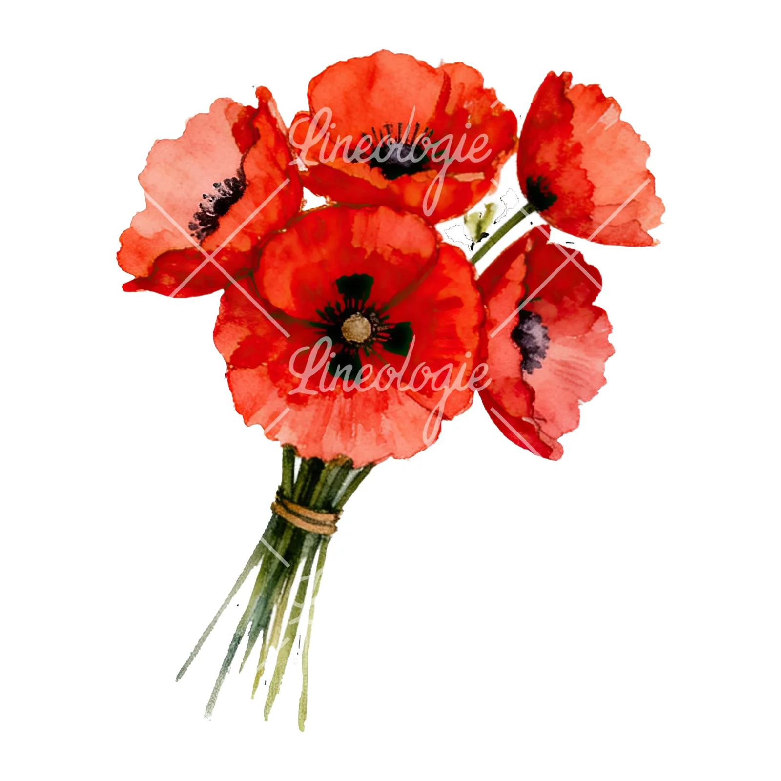 Watercolor poppy bouquet with open blooms clipart 4 of 8 on a white background (JPG)