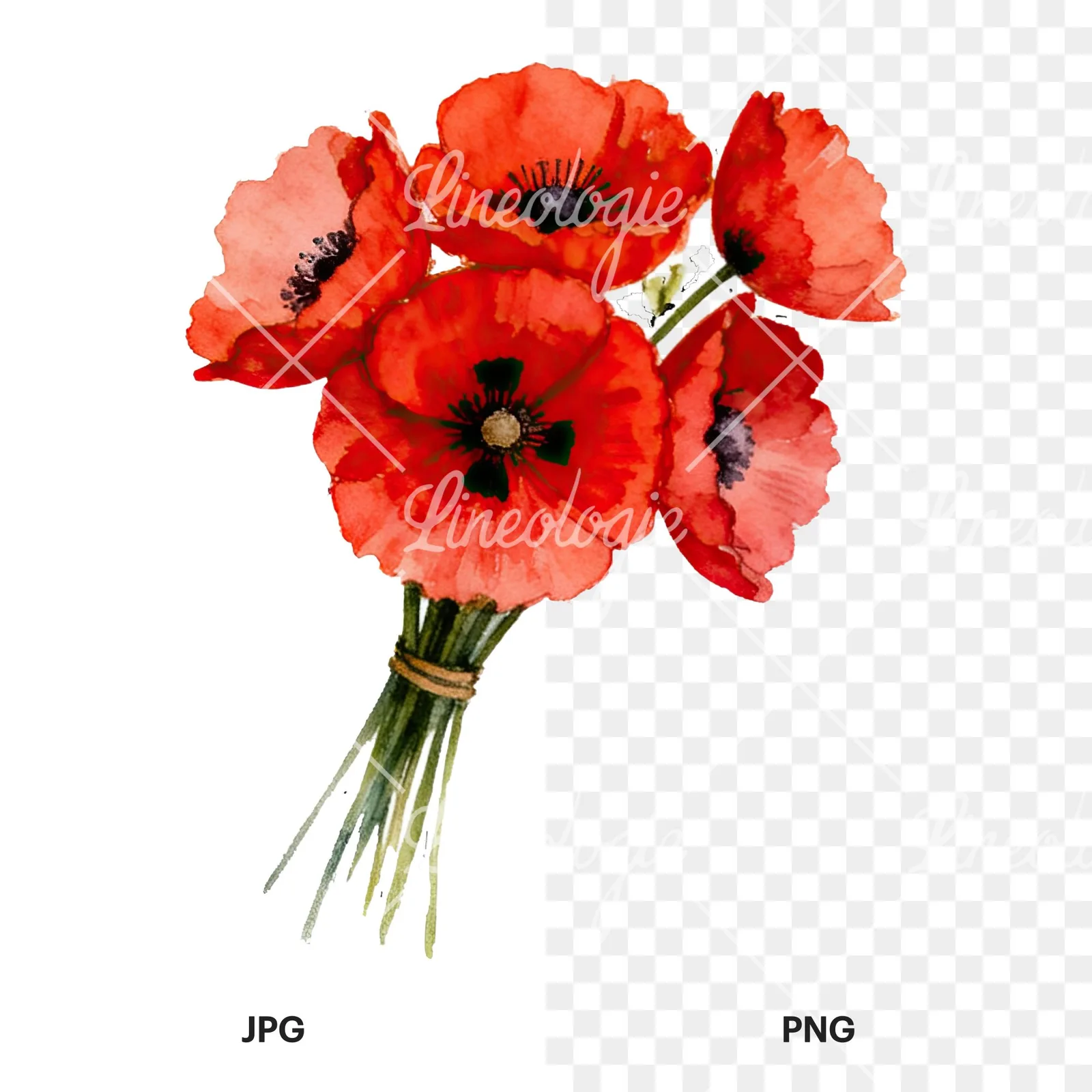 Watercolor poppy bouquet with open blooms clipart 4 of 8, as a JPG on white and a transparent PNG