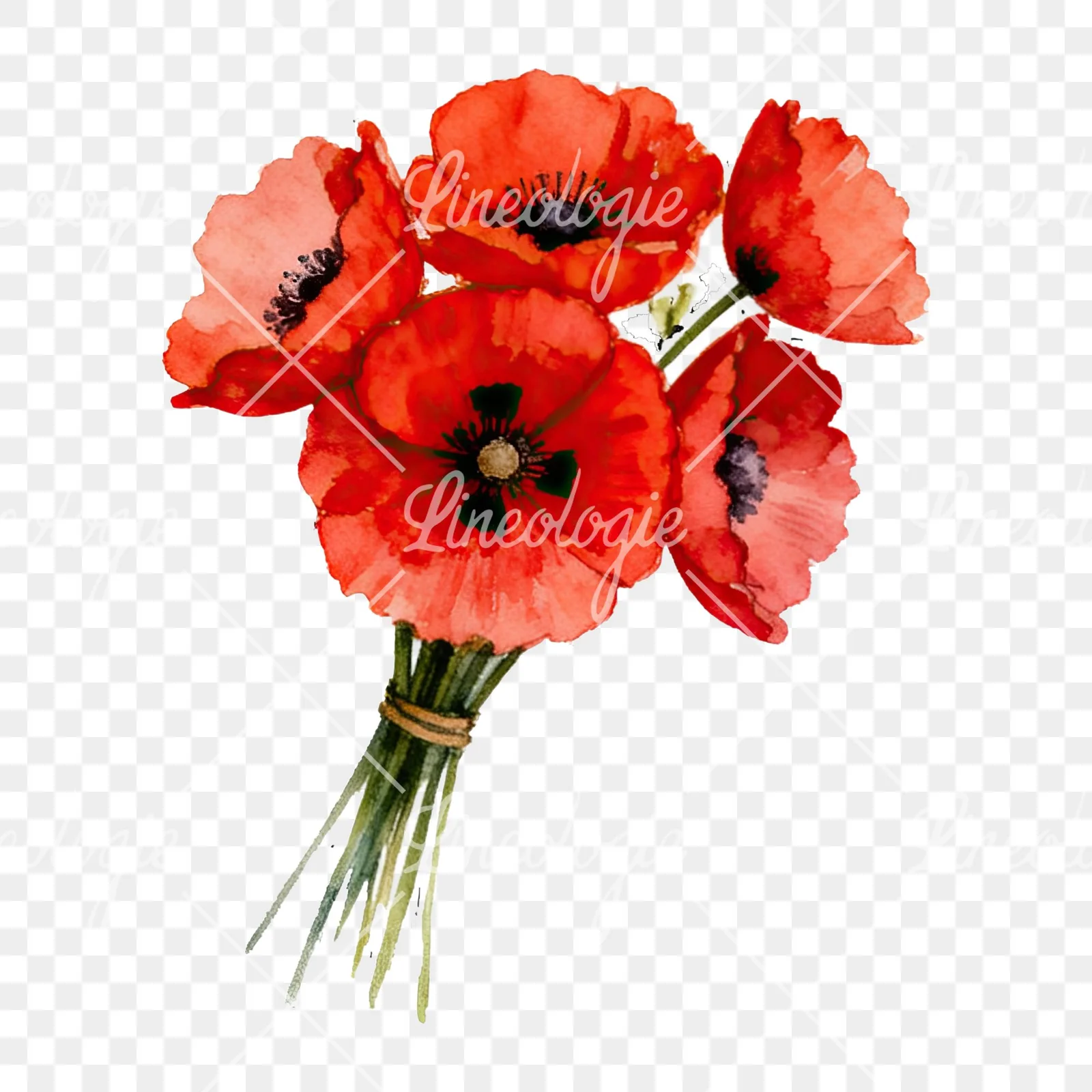Watercolor poppy bouquet with open blooms clipart 4 of 8 on a transparent background (PNG)